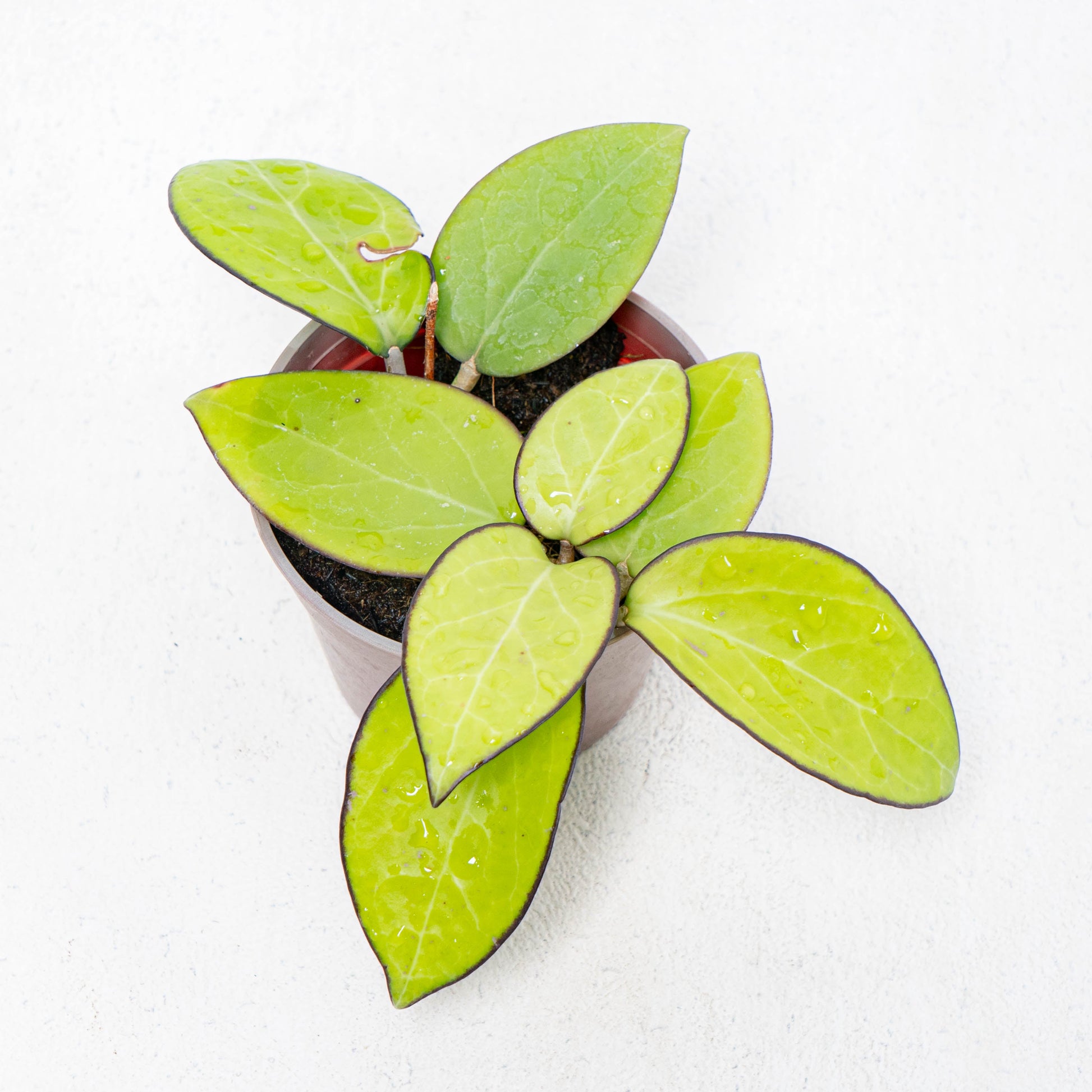 Hoya Vitellina HSL - Indonesian Rare Plants