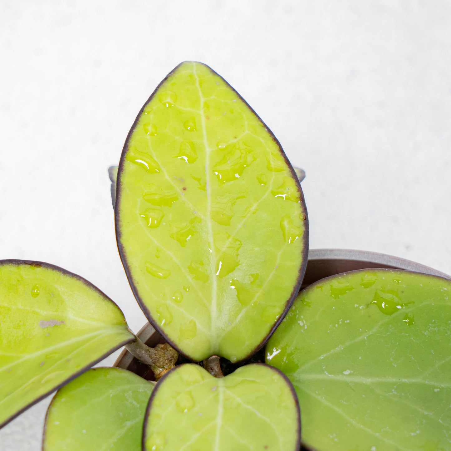 Hoya Vitellina HSL