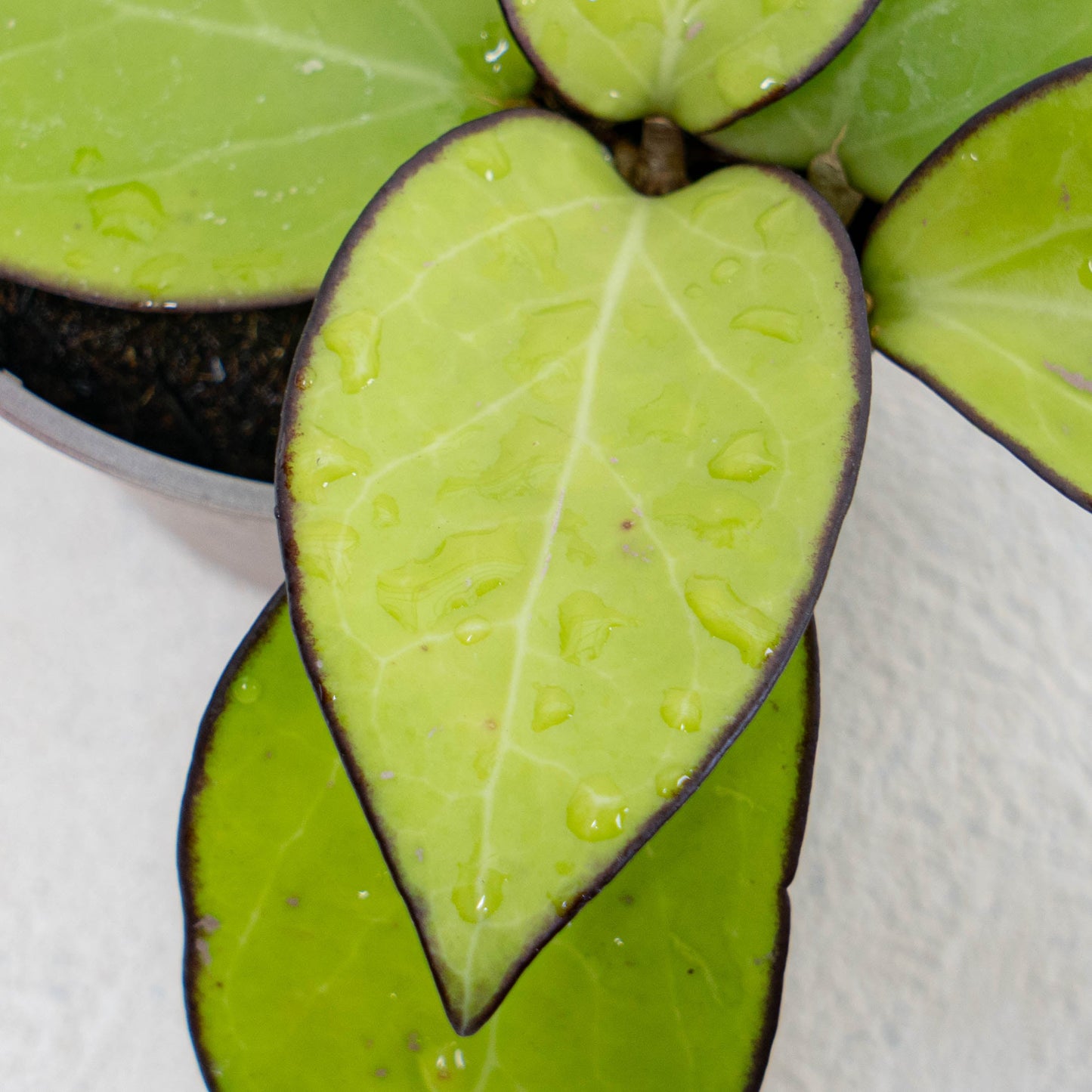 Hoya Vitellina HSL