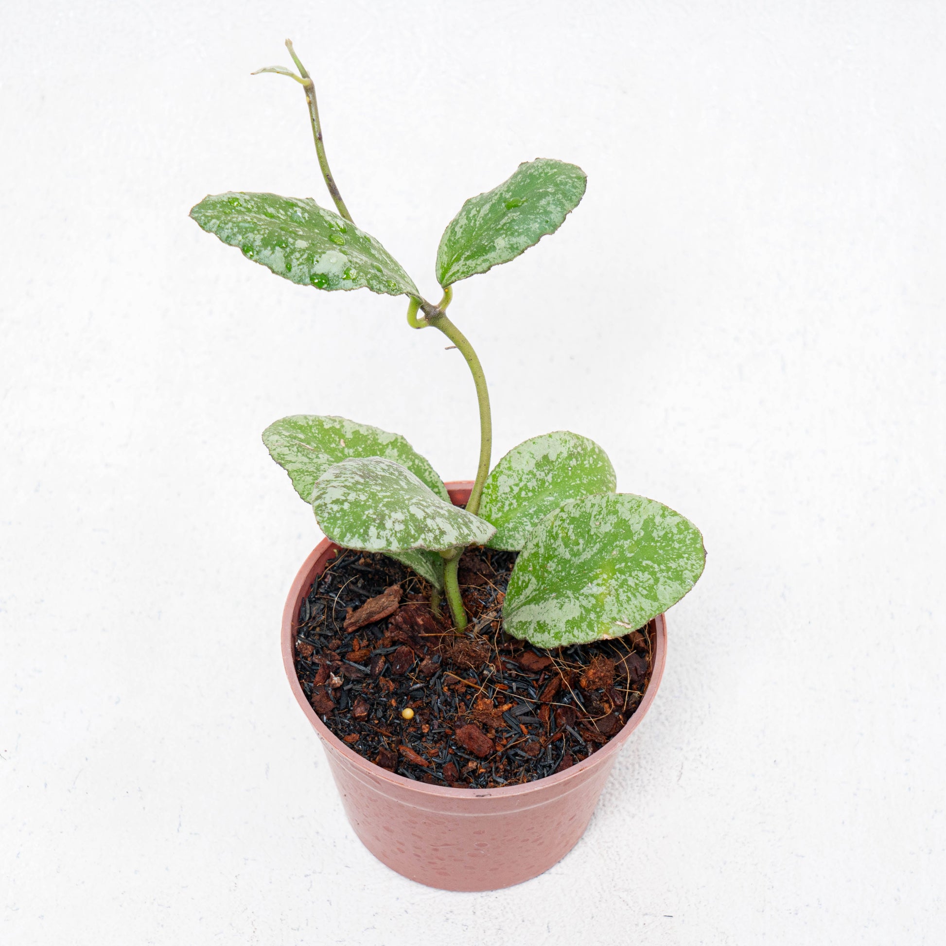 Hoya Waymaniae Splash - Indonesian Rare Plants