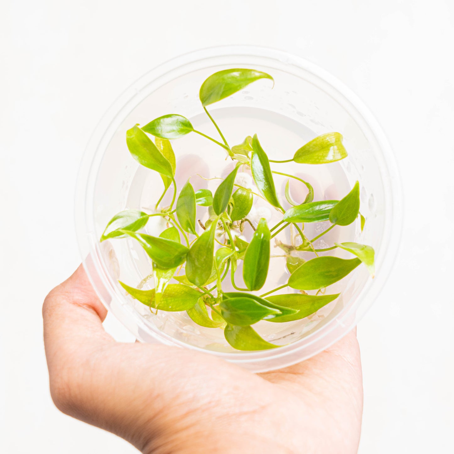 Tissue Culture - Philodendron Atabapoense - Indonesian Rare Plants