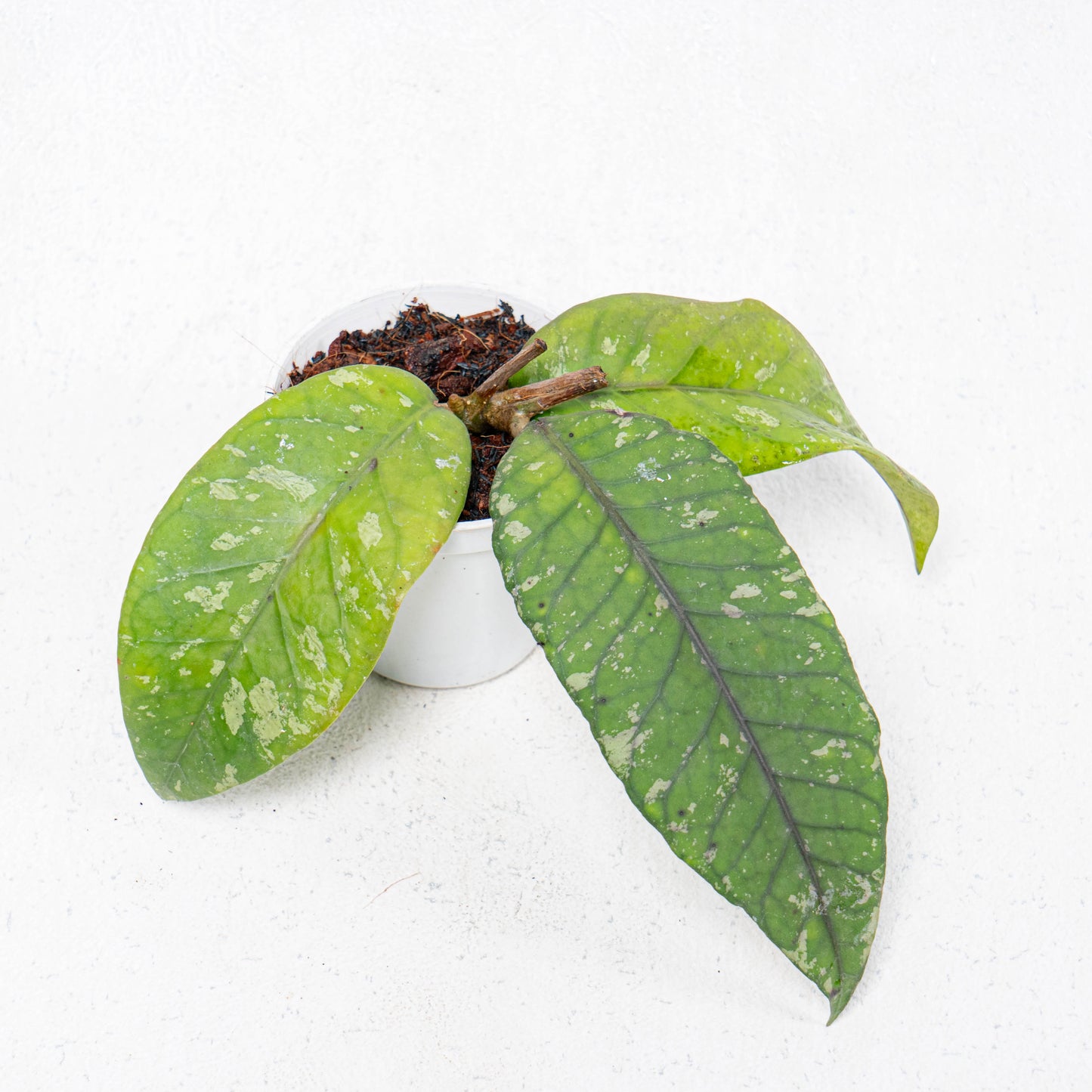 Hoya SP Gayo Lues