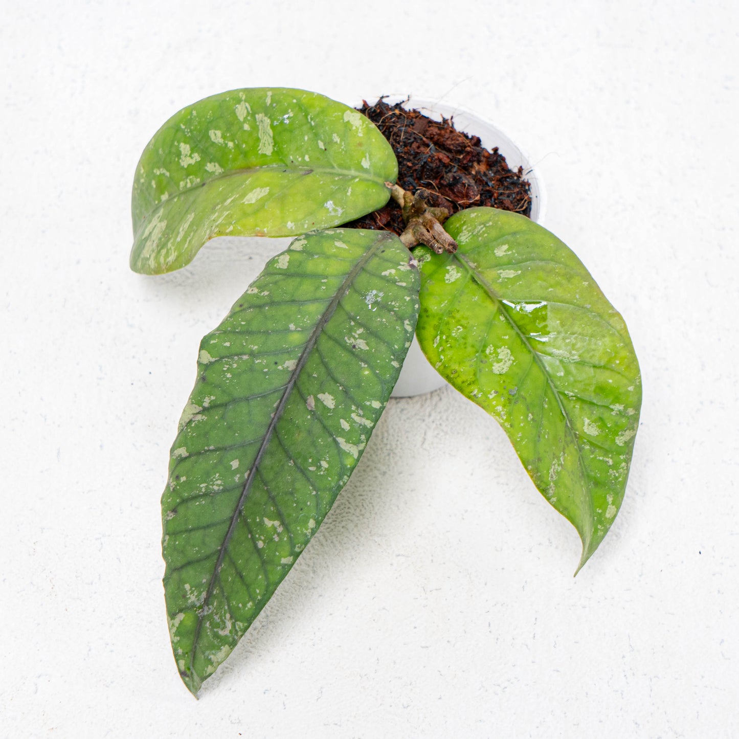 Hoya SP Gayo Lues - Indonesian Rare Plants