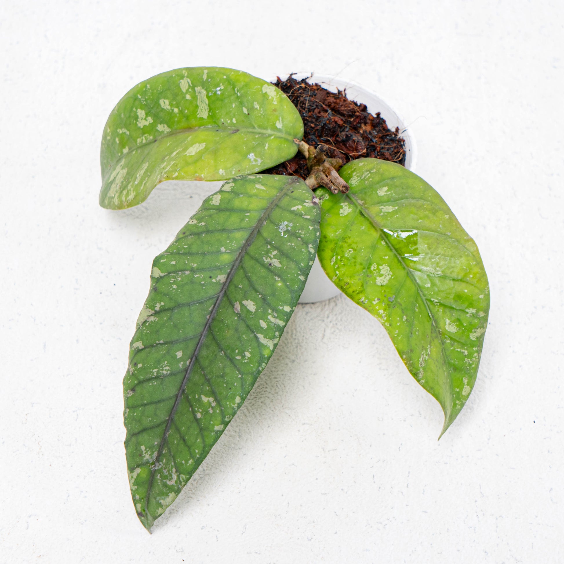 Hoya SP Gayo Lues - Indonesian Rare Plants