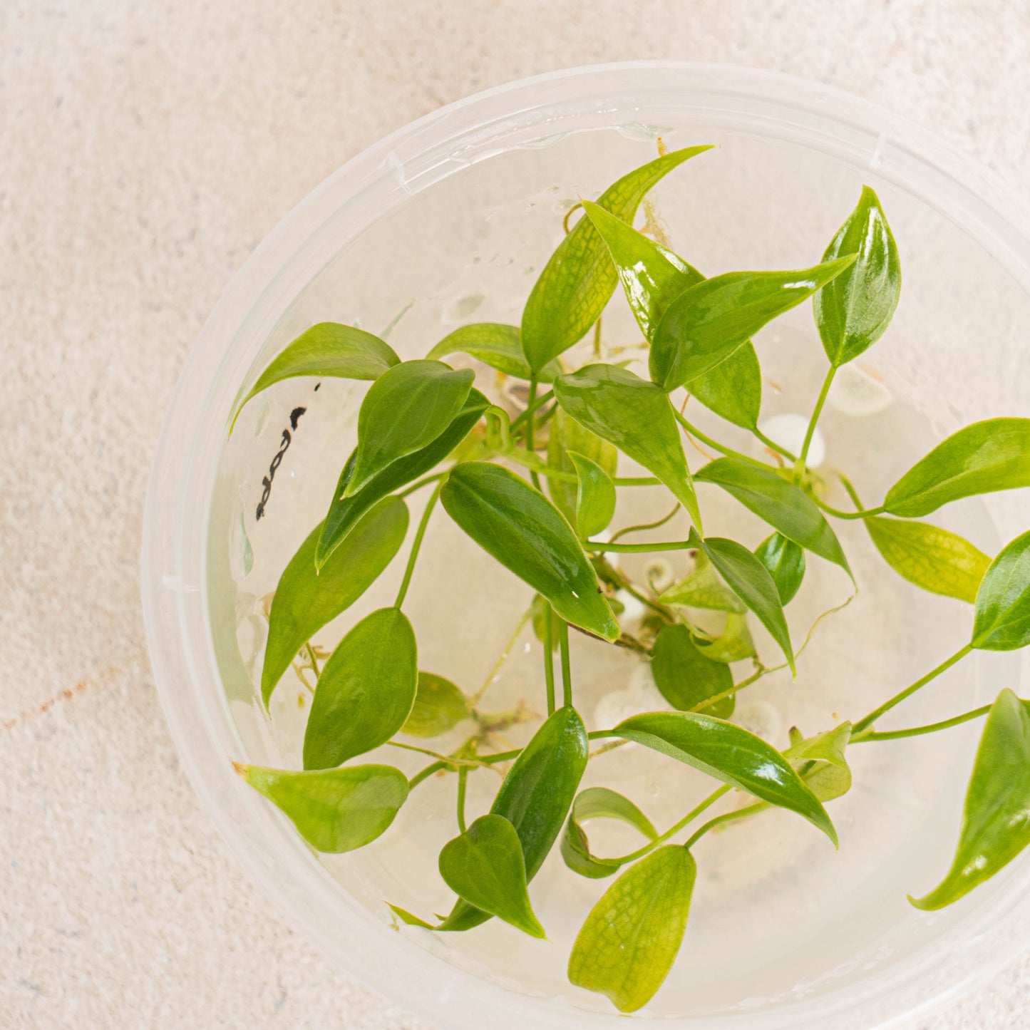 Tissue Culture - Philodendron Atabapoense