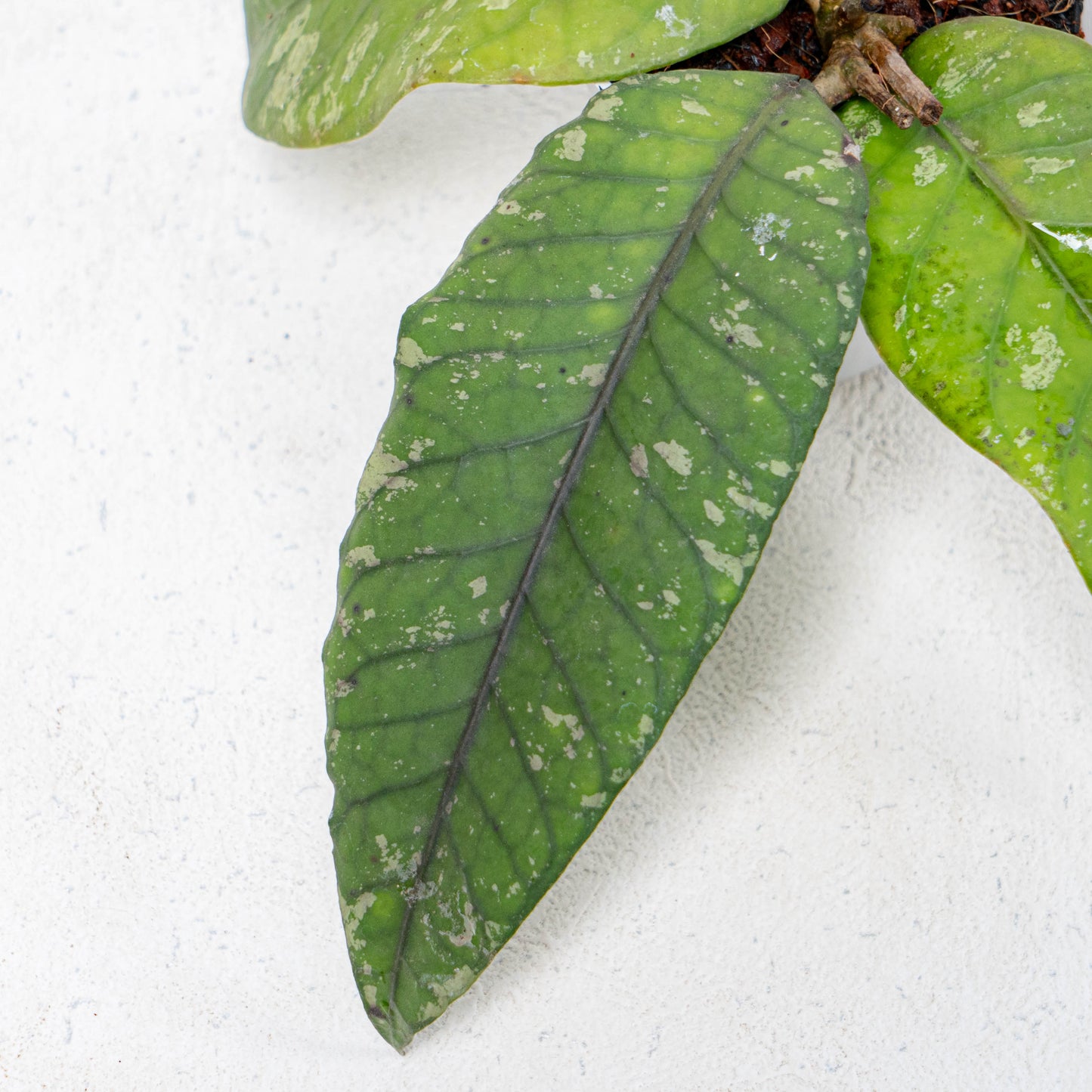 Hoya SP Gayo Lues