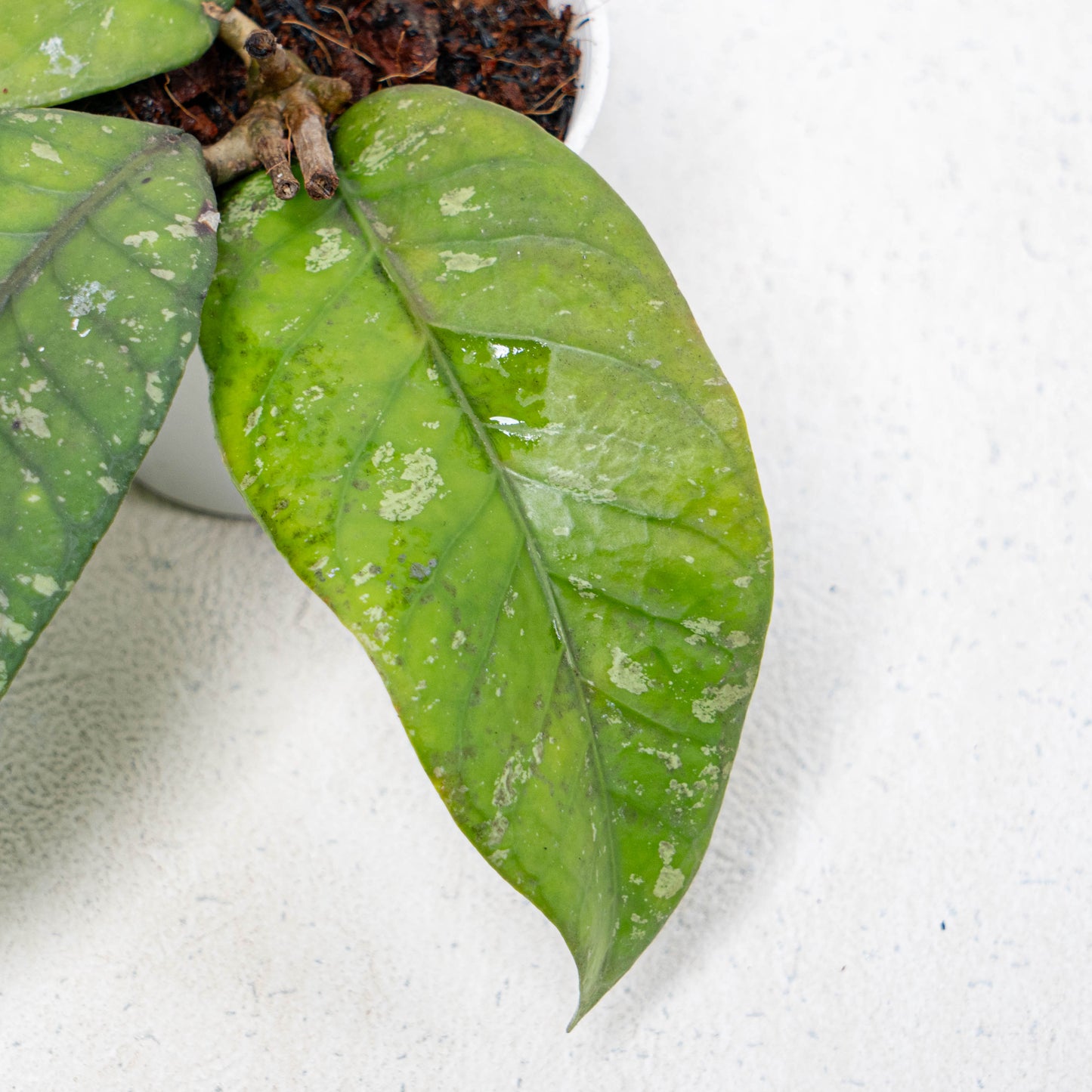 Hoya SP Gayo Lues