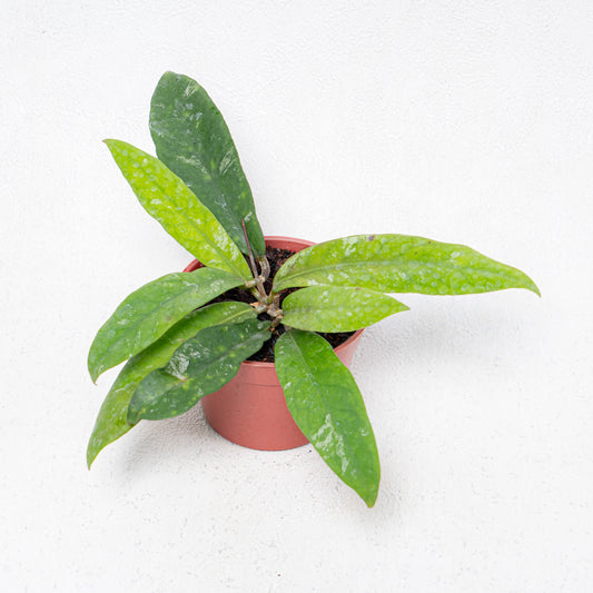 Hoya Kaikoeana Splash - Indonesian Rare Plants
