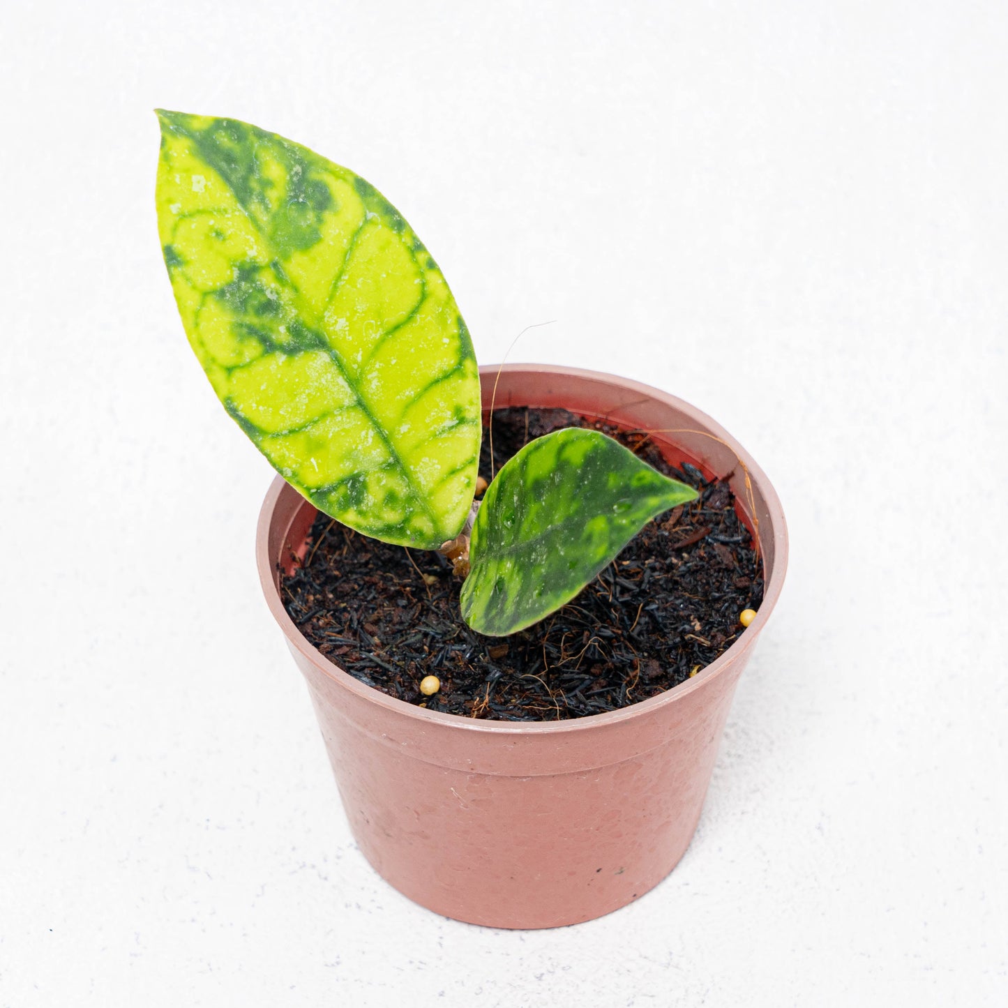 Hoya Callistophylla Black Dot