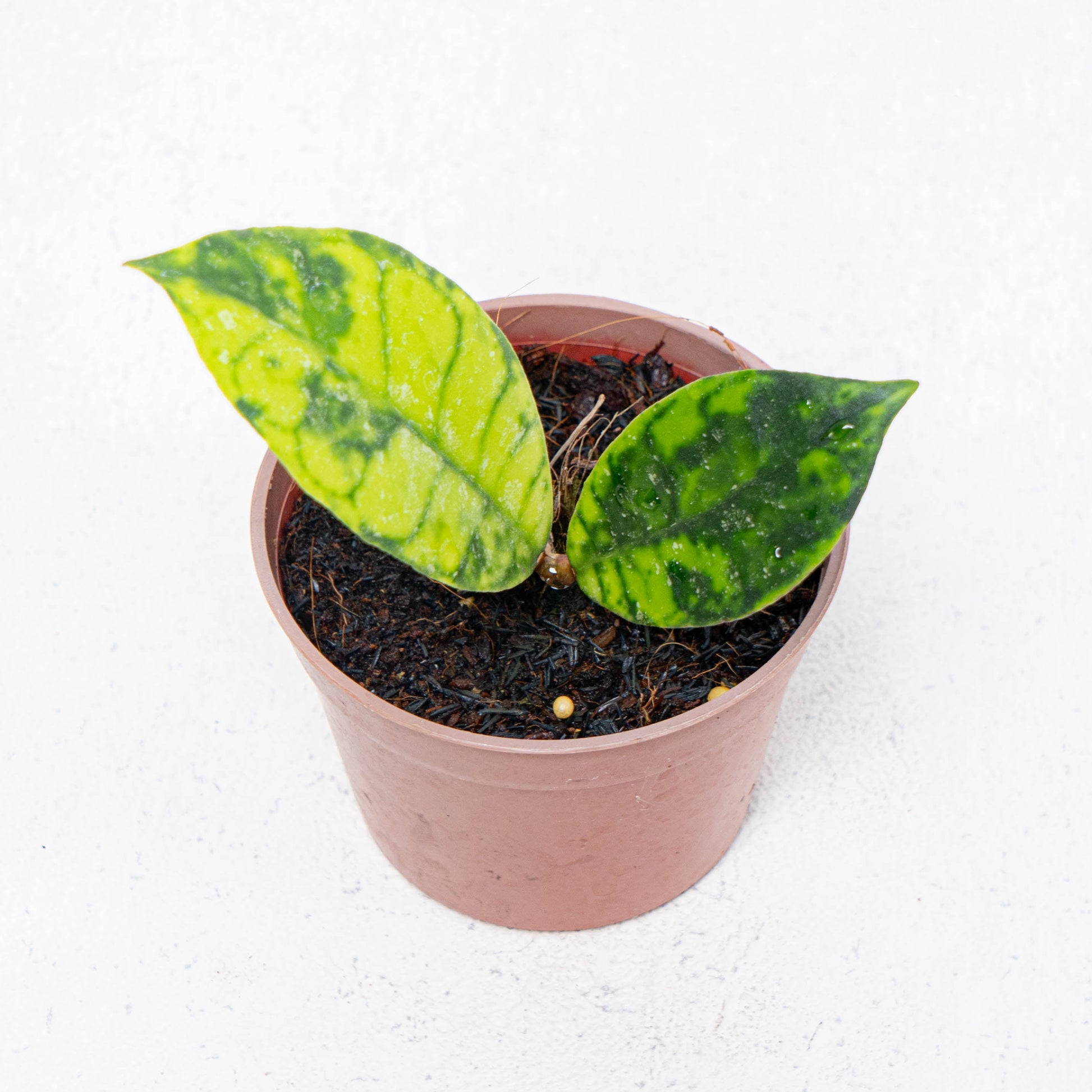 Hoya Callistophylla Black Dot - Indonesian Rare Plants