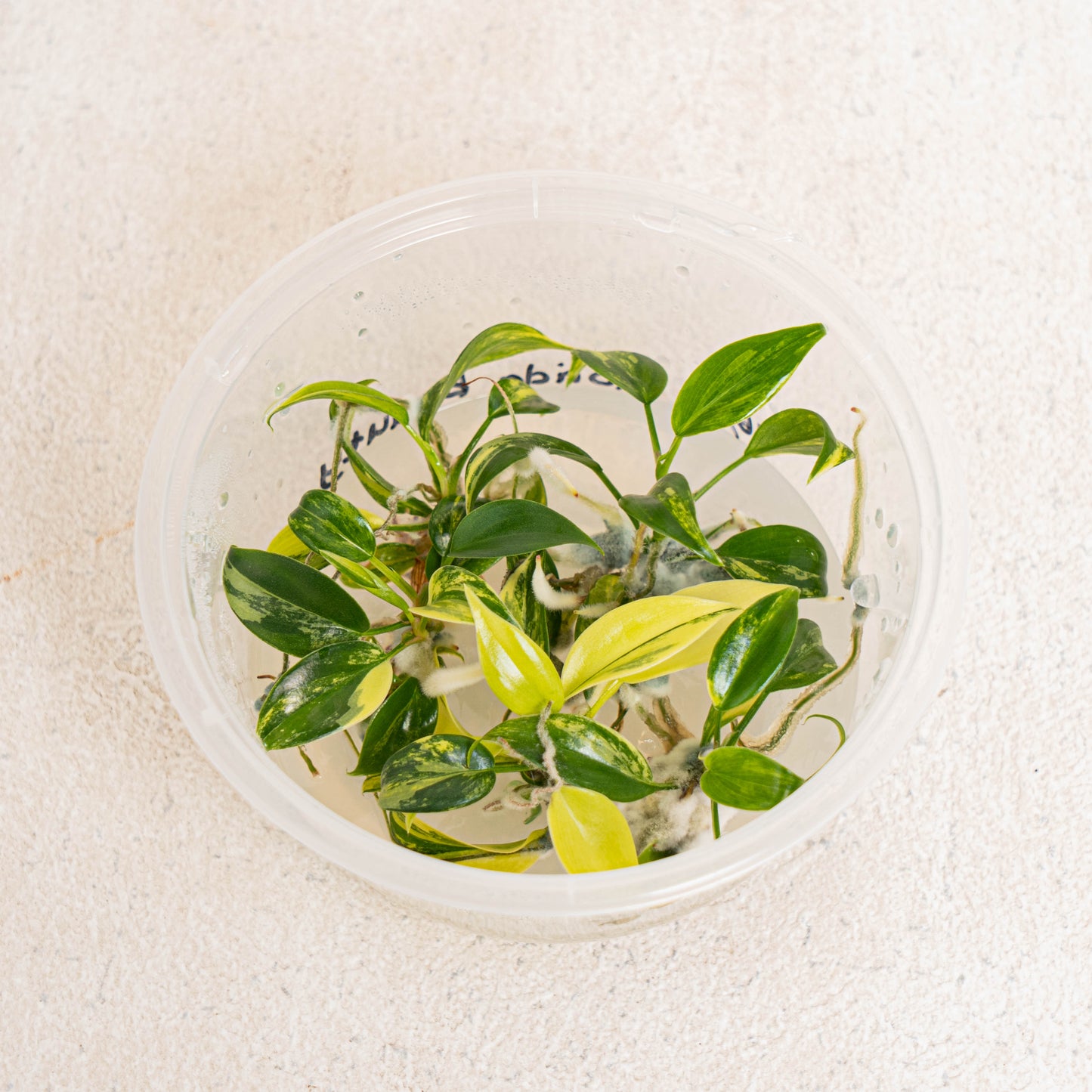 Tissue Culture - Philodendron Florida Beauty