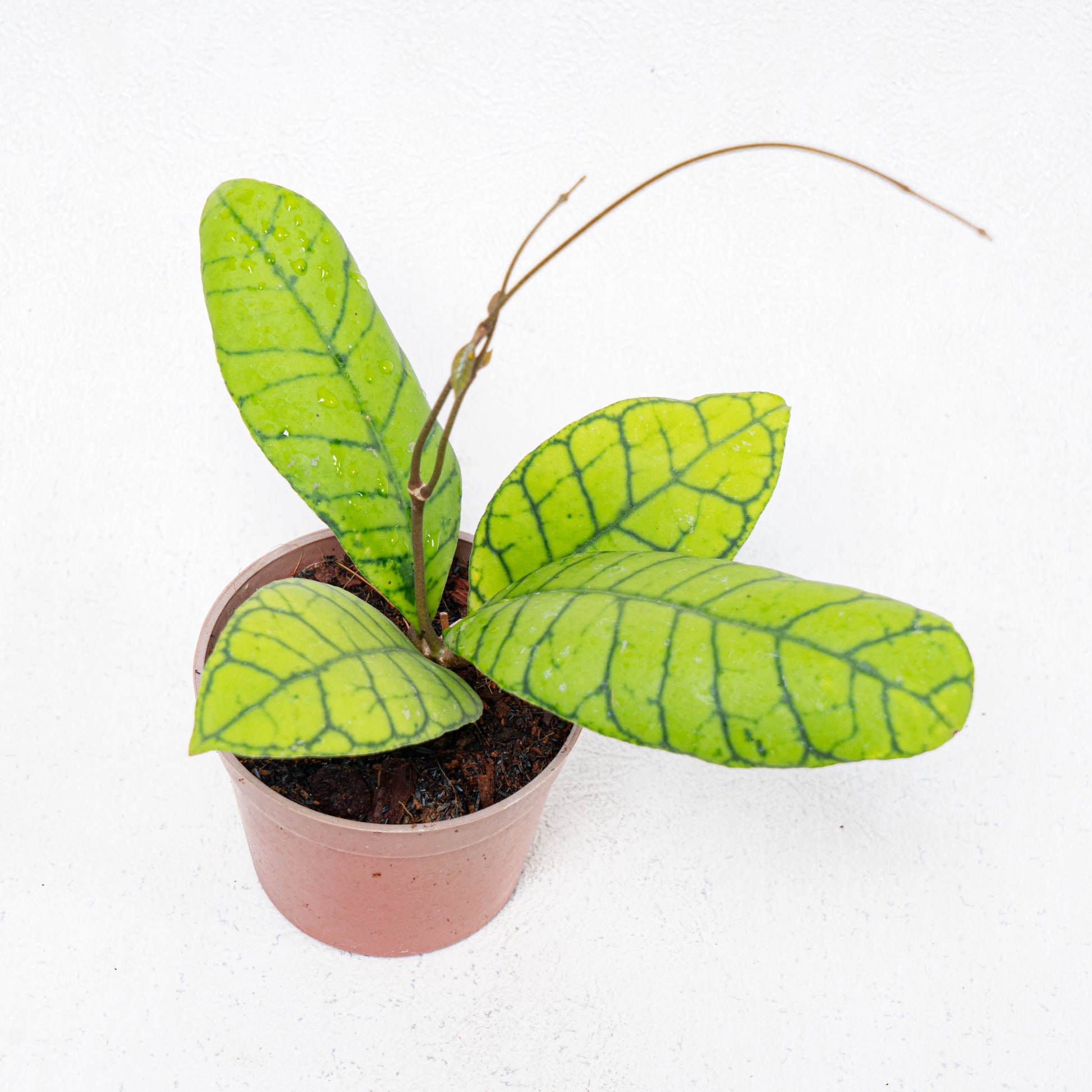 Hoya Callistophylla Kalteng - Indonesian Rare Plants