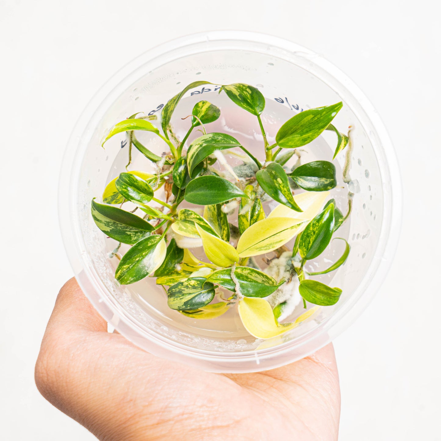 Tissue Culture - Philodendron Florida Beauty - Indonesian Rare Plants