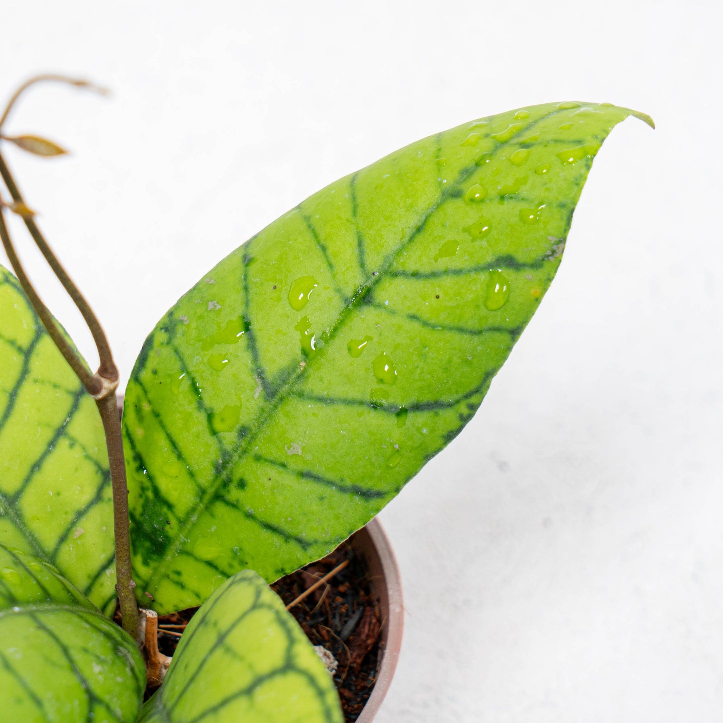 Hoya Callistophylla Kalteng