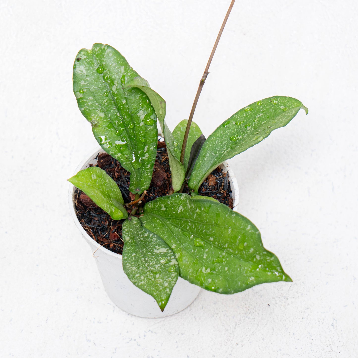 Hoya Erythrina Spalsh - Indonesian Rare Plants