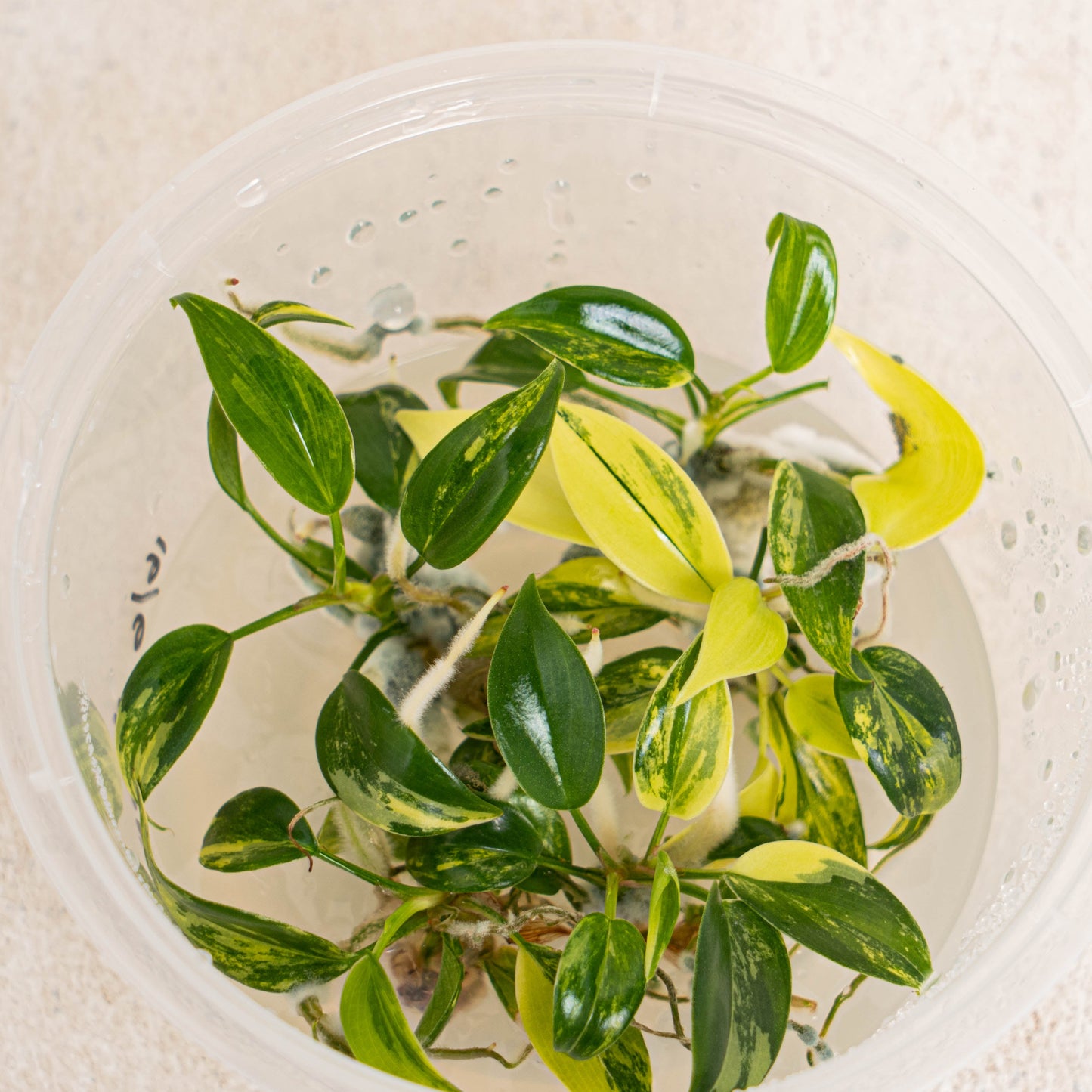 Tissue Culture - Philodendron Florida Beauty