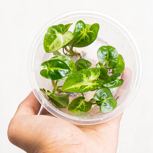 Tissue Culture - Syngonium Panda - Indonesian Rare Plants