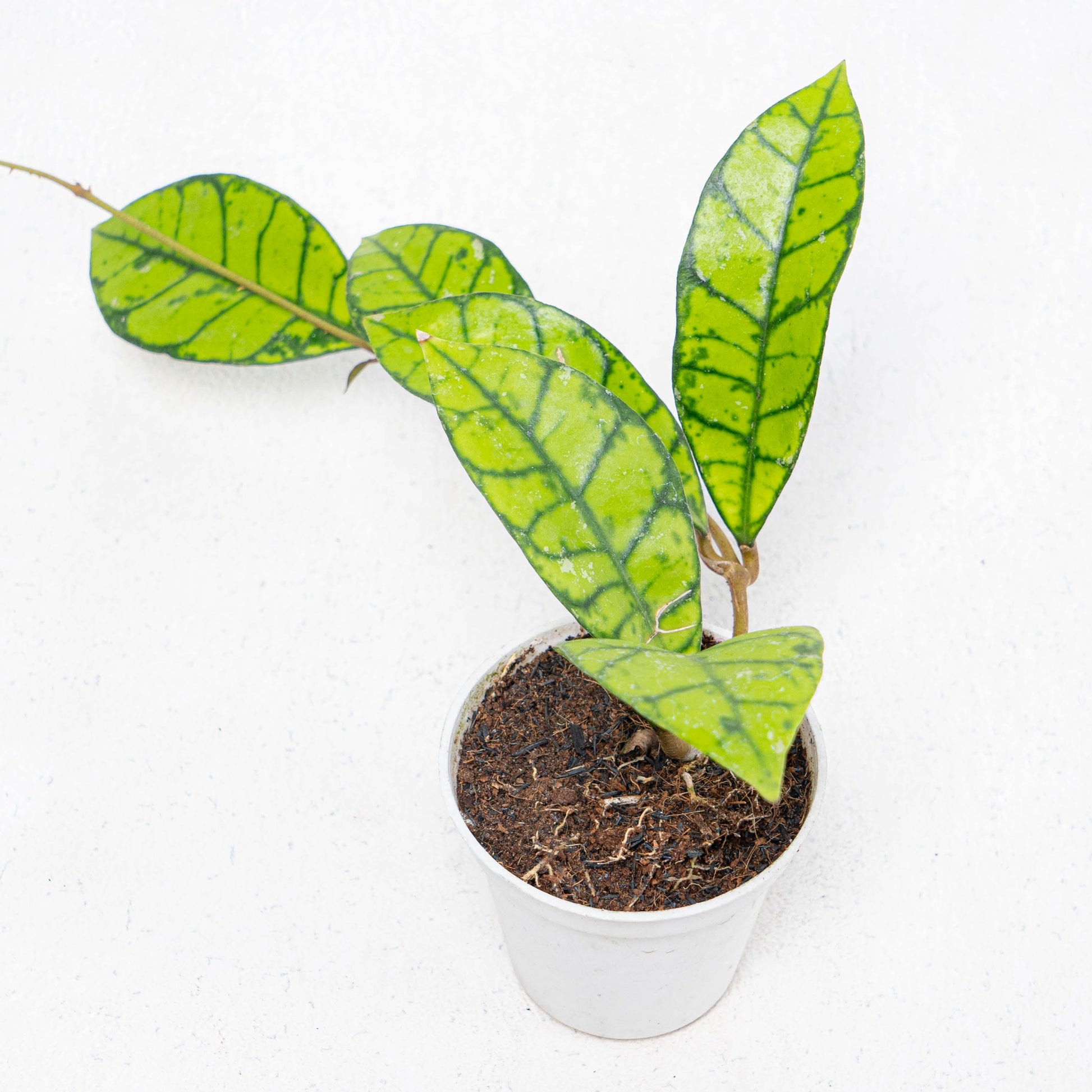 Hoya Callistophylla Tabalong - Indonesian Rare Plants