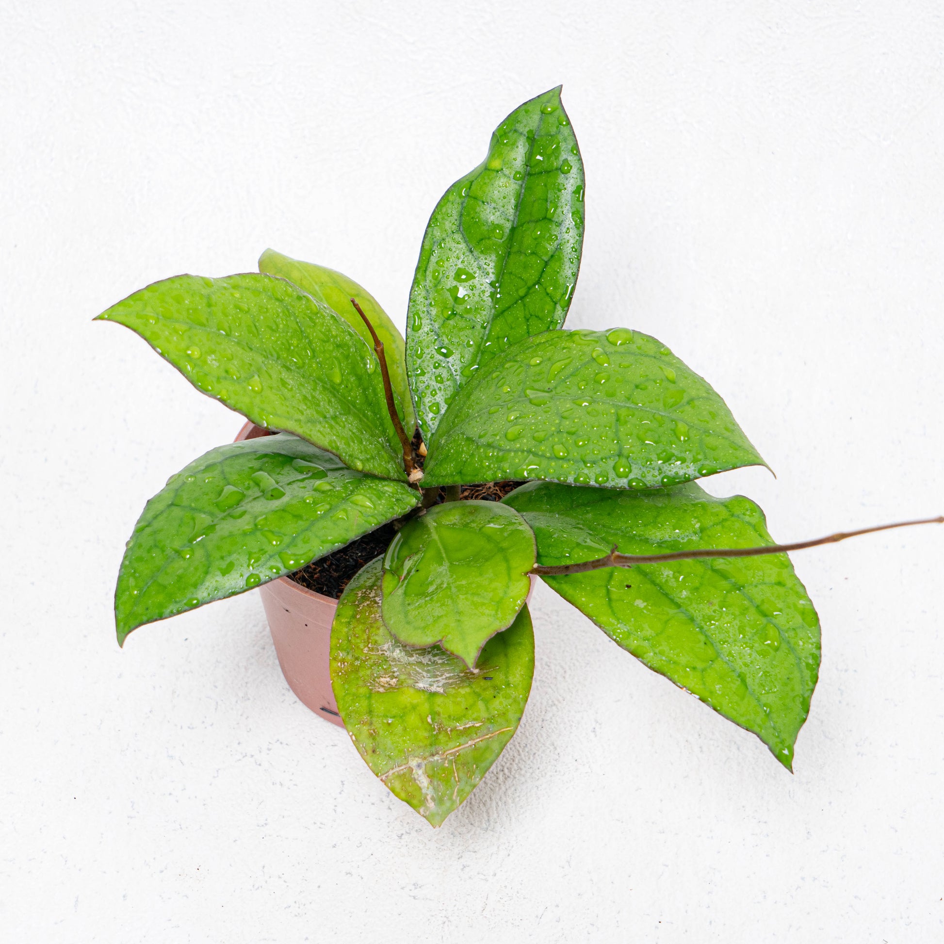 Hoya Puom Siam Ruby - Indonesian Rare Plants