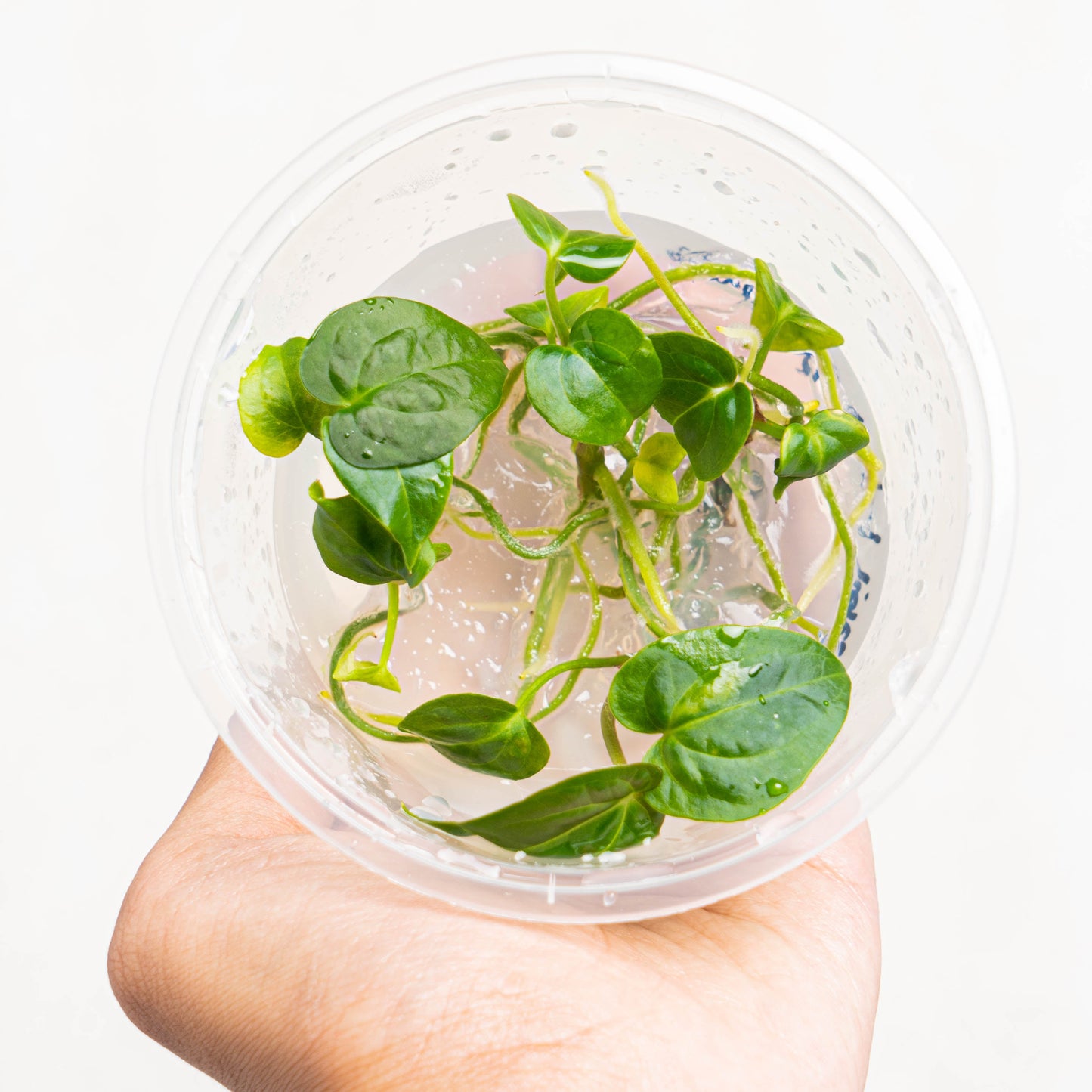Tissue Culture - Anthurium Papillilaminum Hybrid - Indonesian Rare Plants