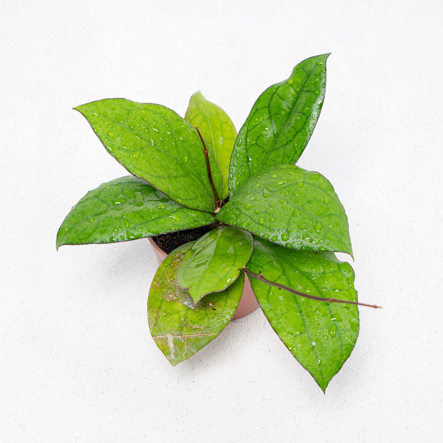 Hoya Puom Siam Ruby