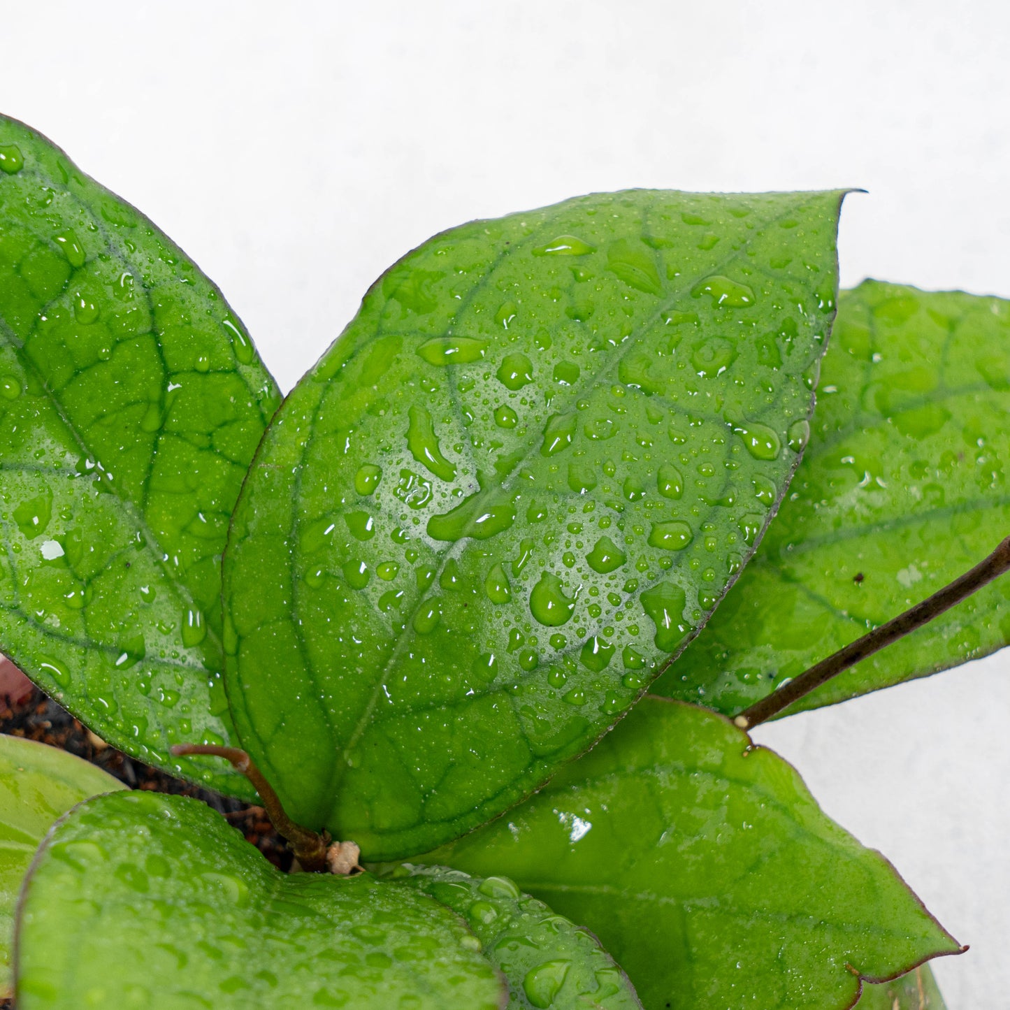 Hoya Puom Siam Ruby
