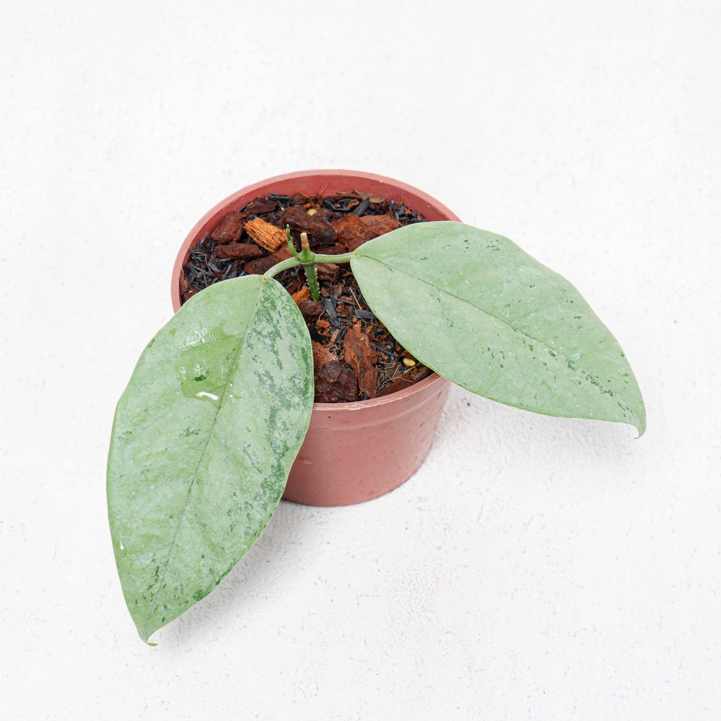 Hoya Coriacea Silver - Indonesian Rare Plants