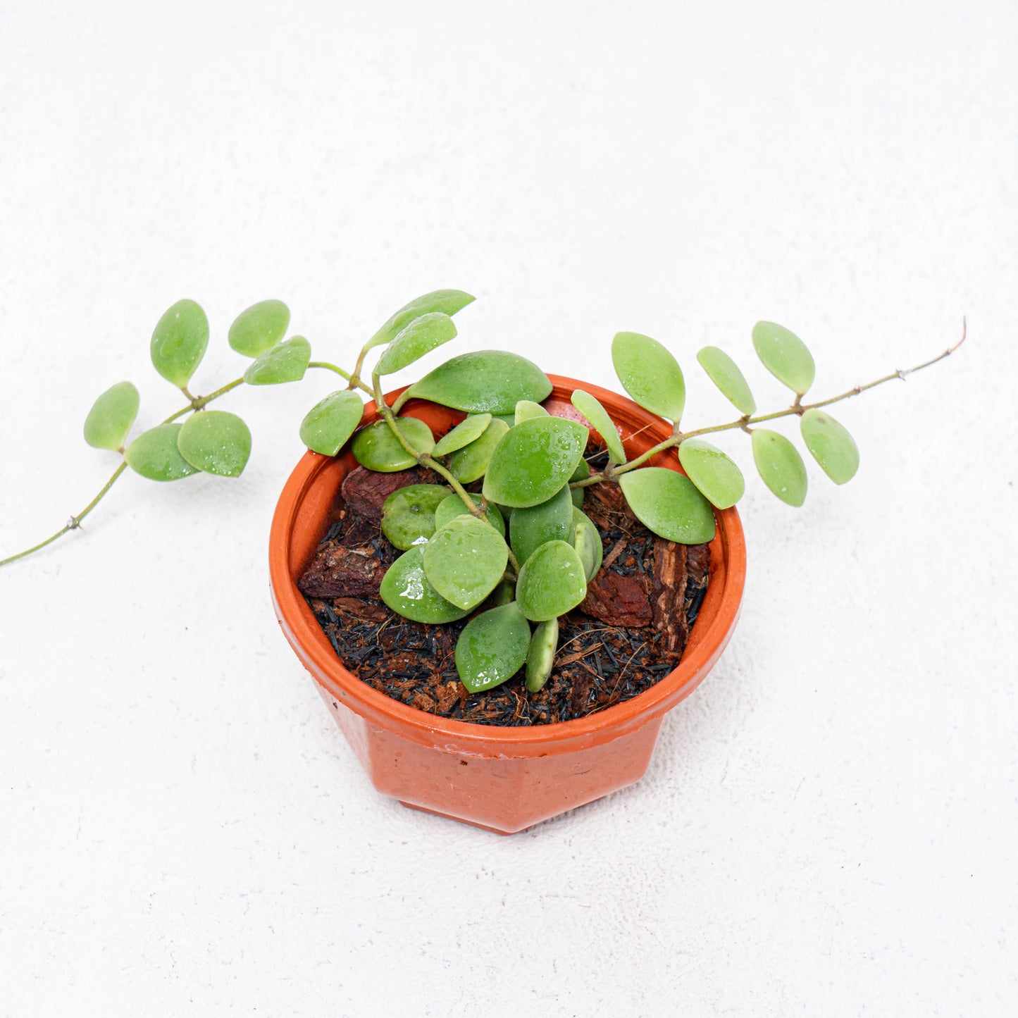 Hoya New SP Sulawesi - Indonesian Rare Plants