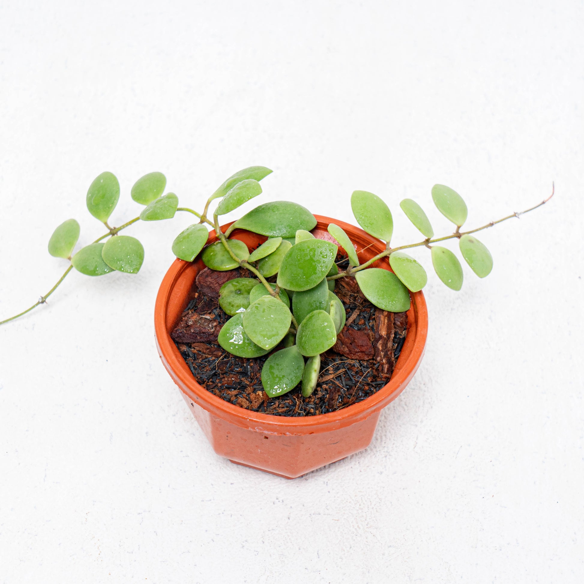 Hoya New SP Sulawesi - Indonesian Rare Plants