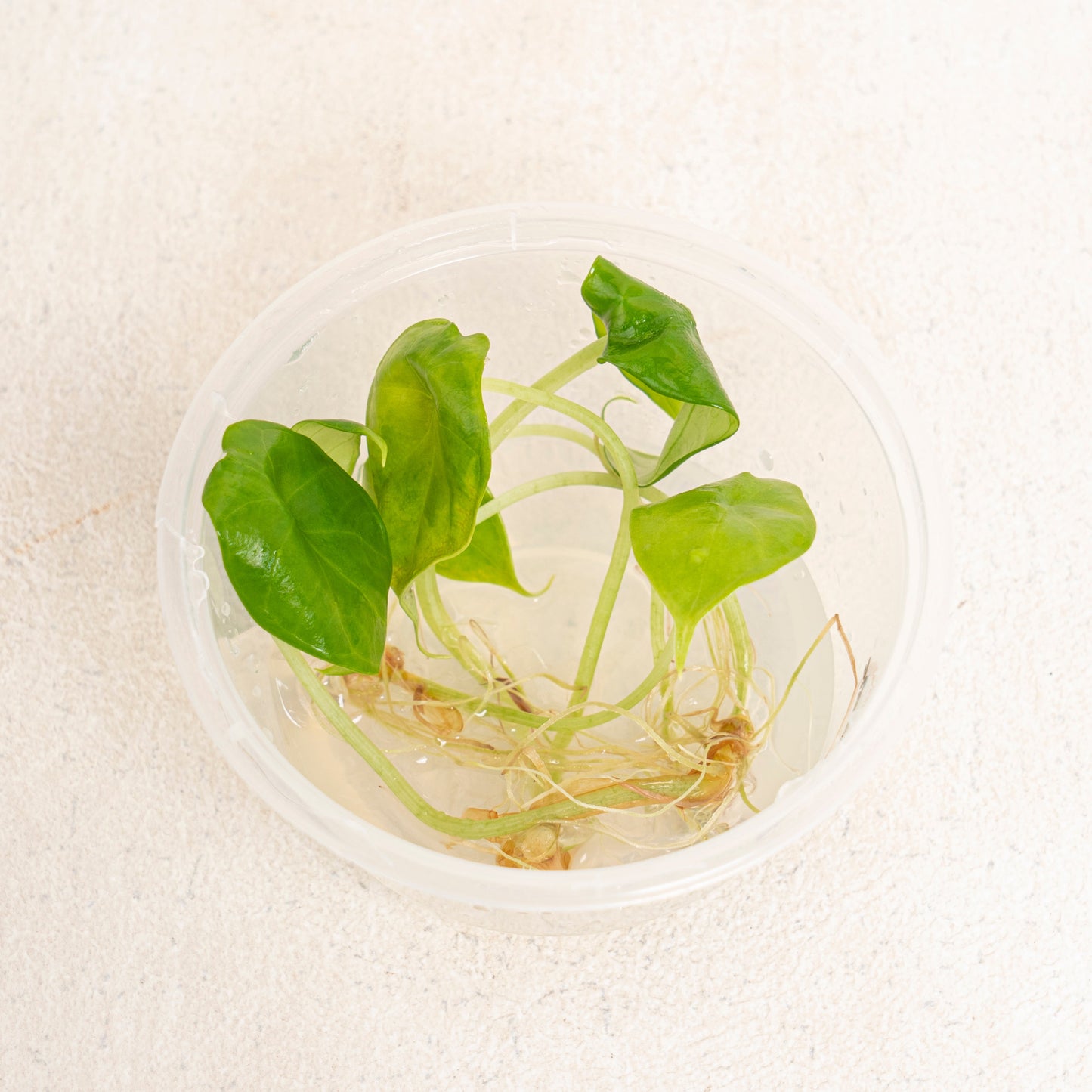 Tissue Culture - Alocasia Dragon Scale