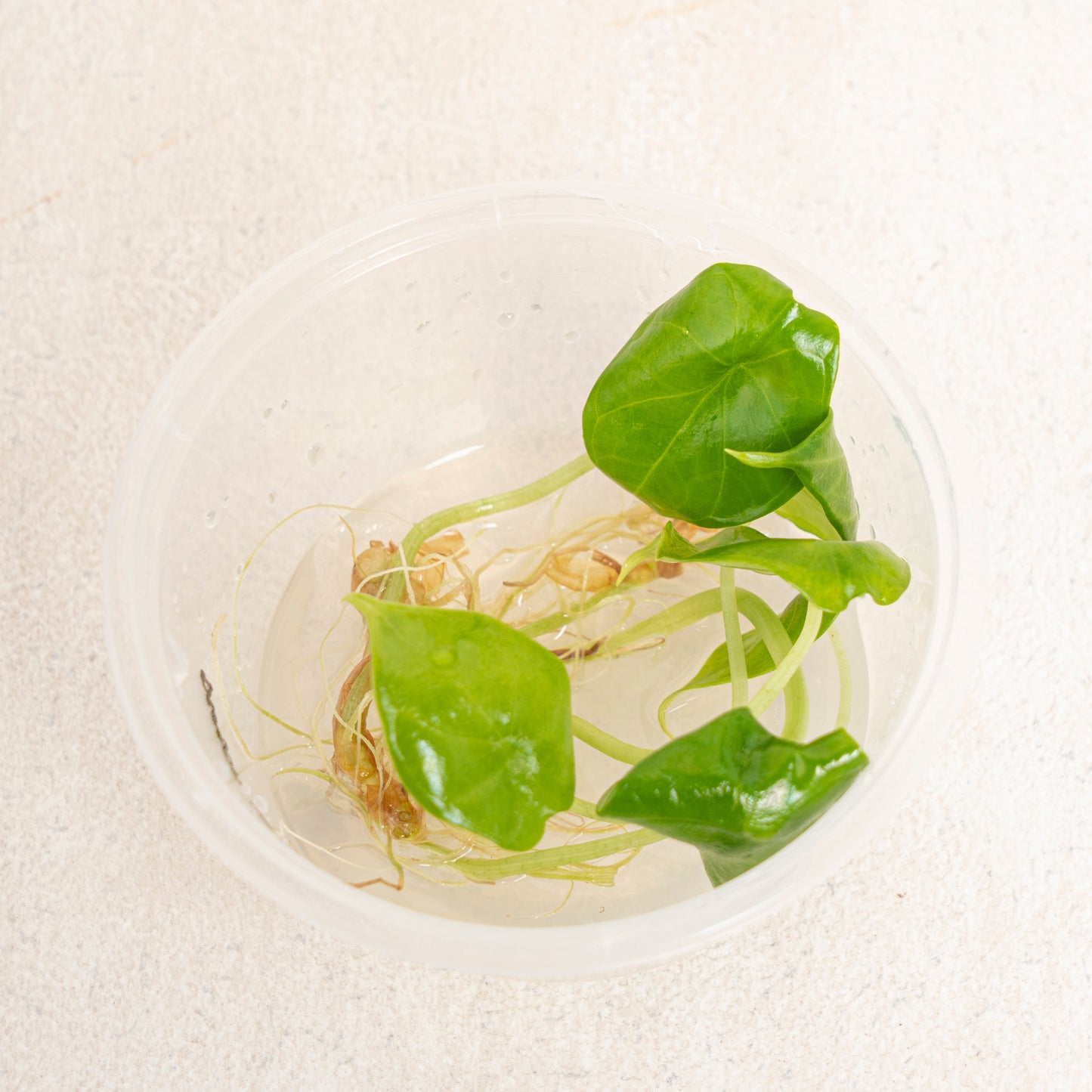 Tissue Culture - Alocasia Dragon Scale
