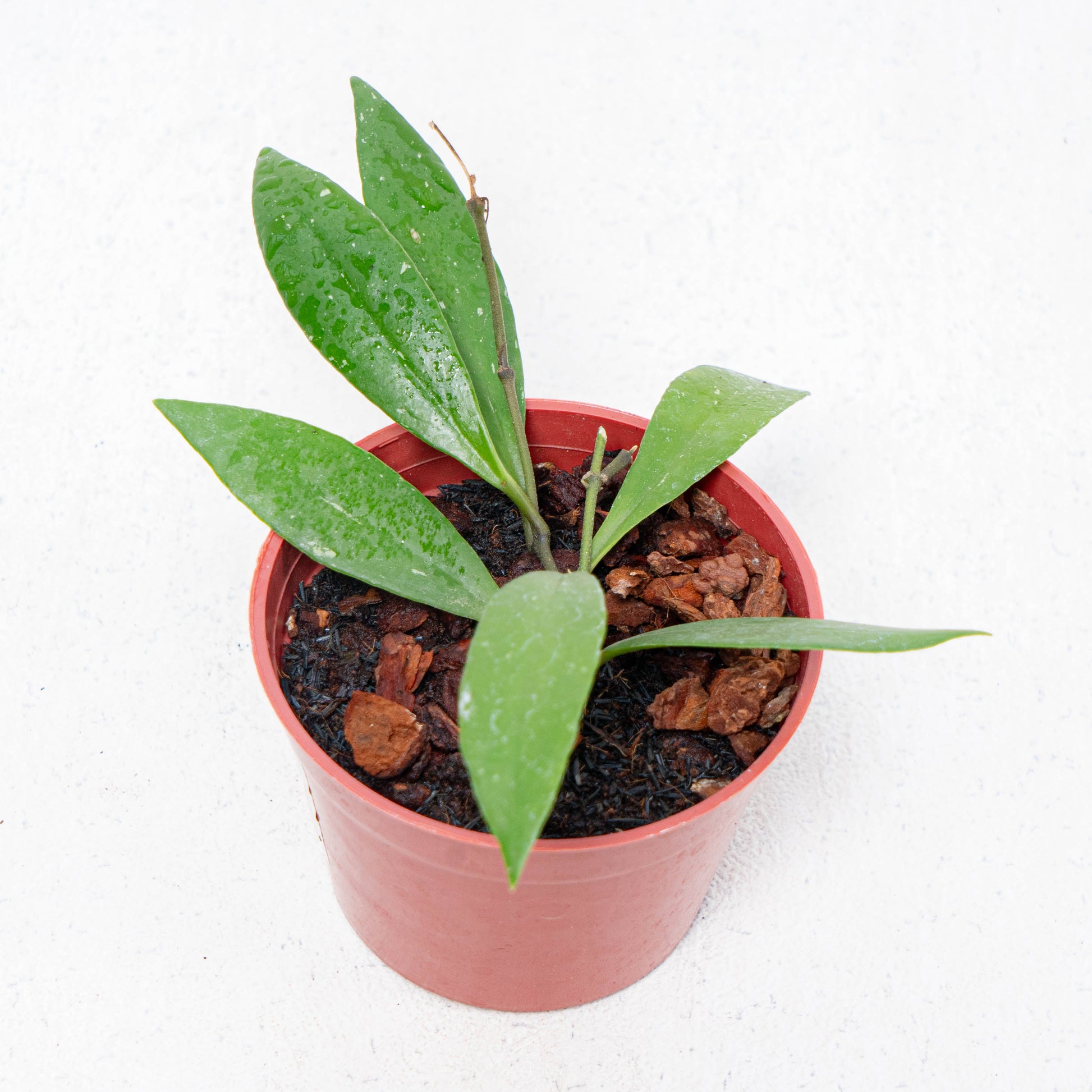 Hoya Sulawesiana Small Leaf - Indonesian Rare Plants