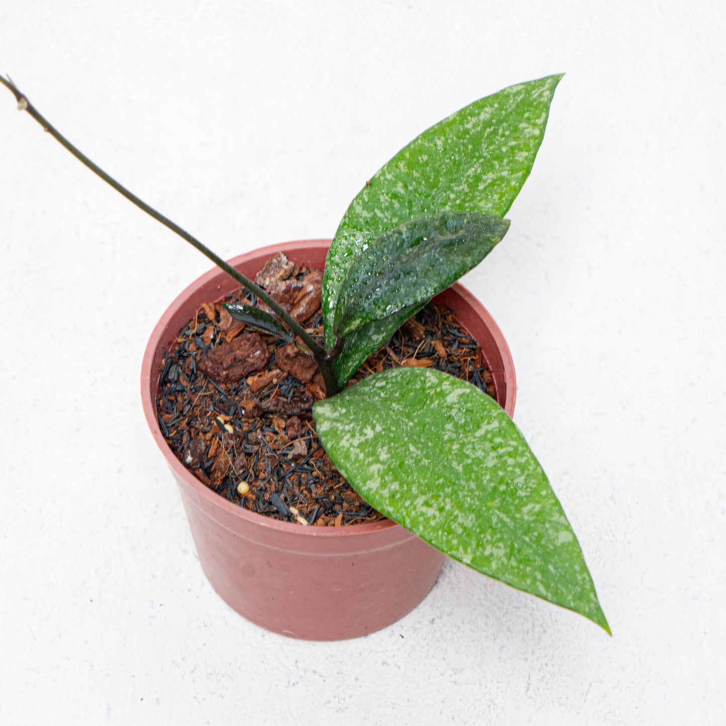 Hoya Rundumensis Splash