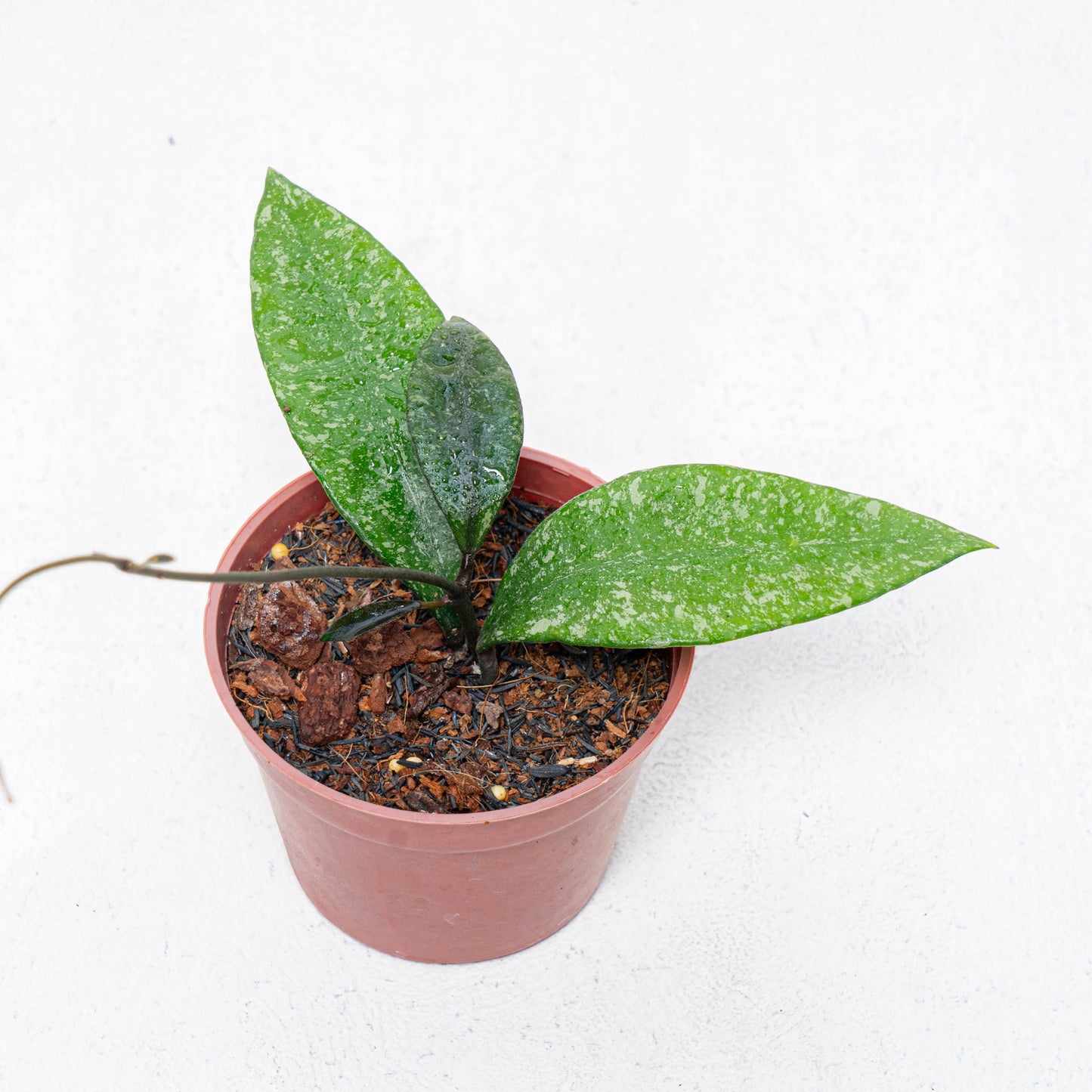 Hoya Rundumensis Splash - Indonesian Rare Plants