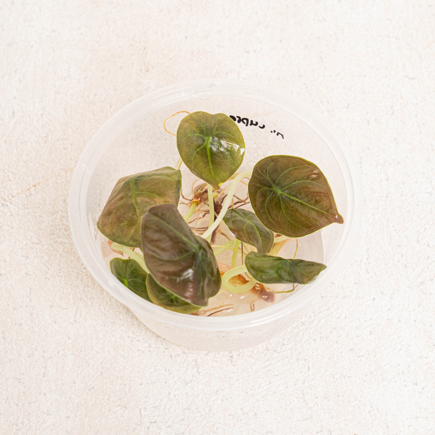 Tissue Culture - Alocasia Cuprea