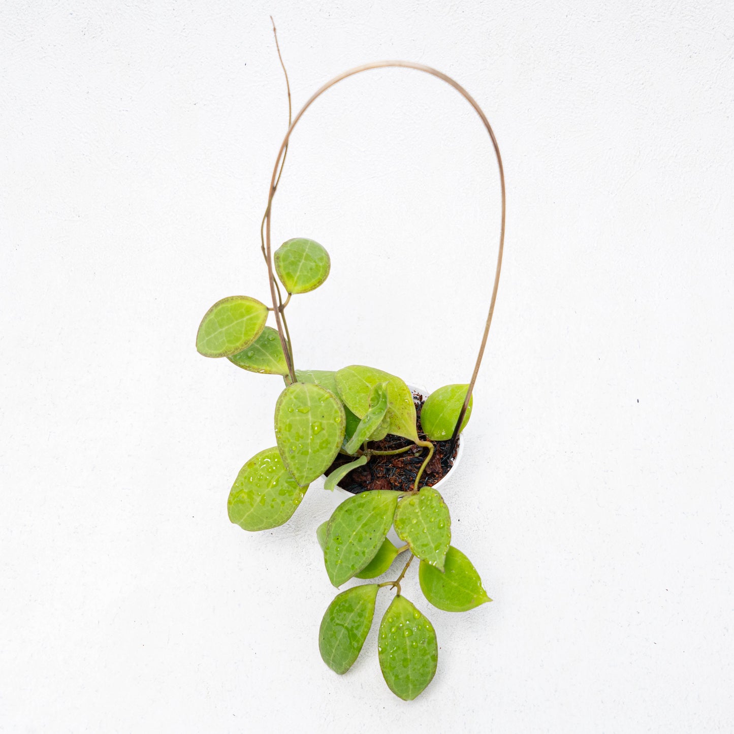 Hoya Tomataensis - Indonesian Rare Plants