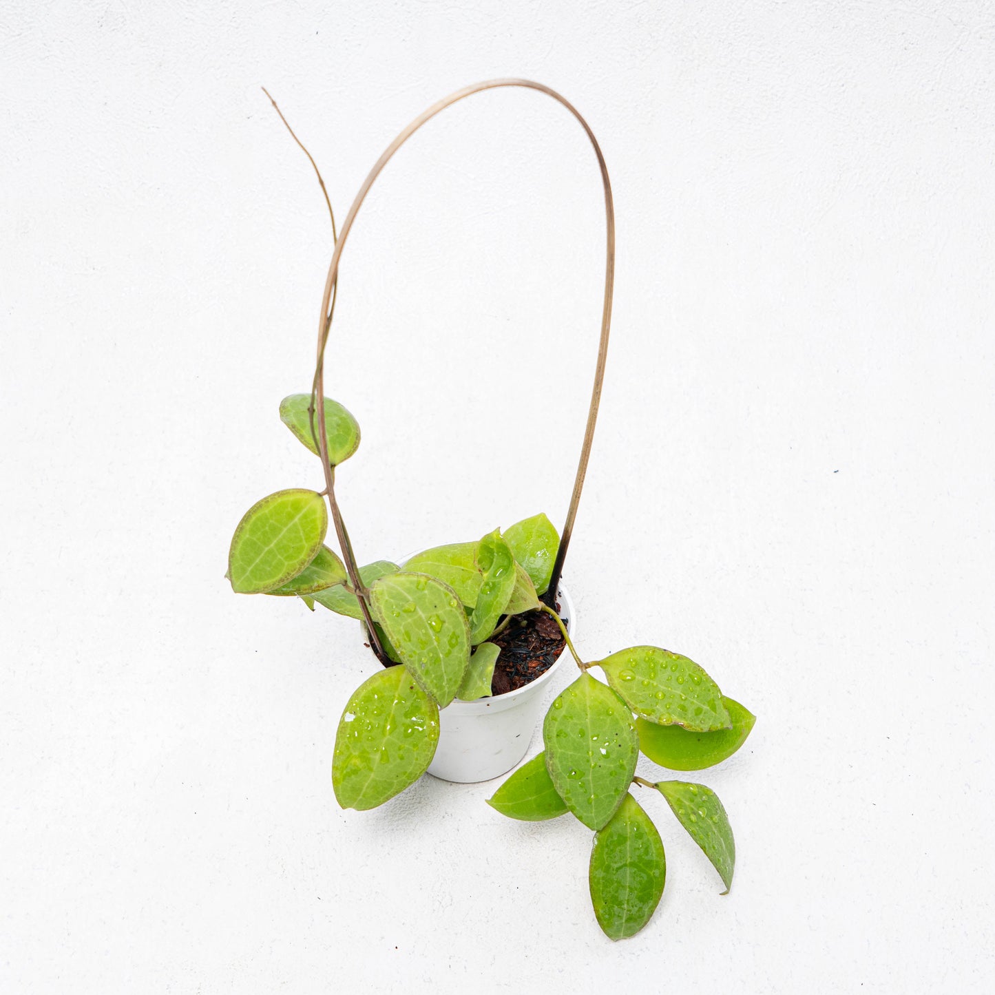 Hoya Tomataensis