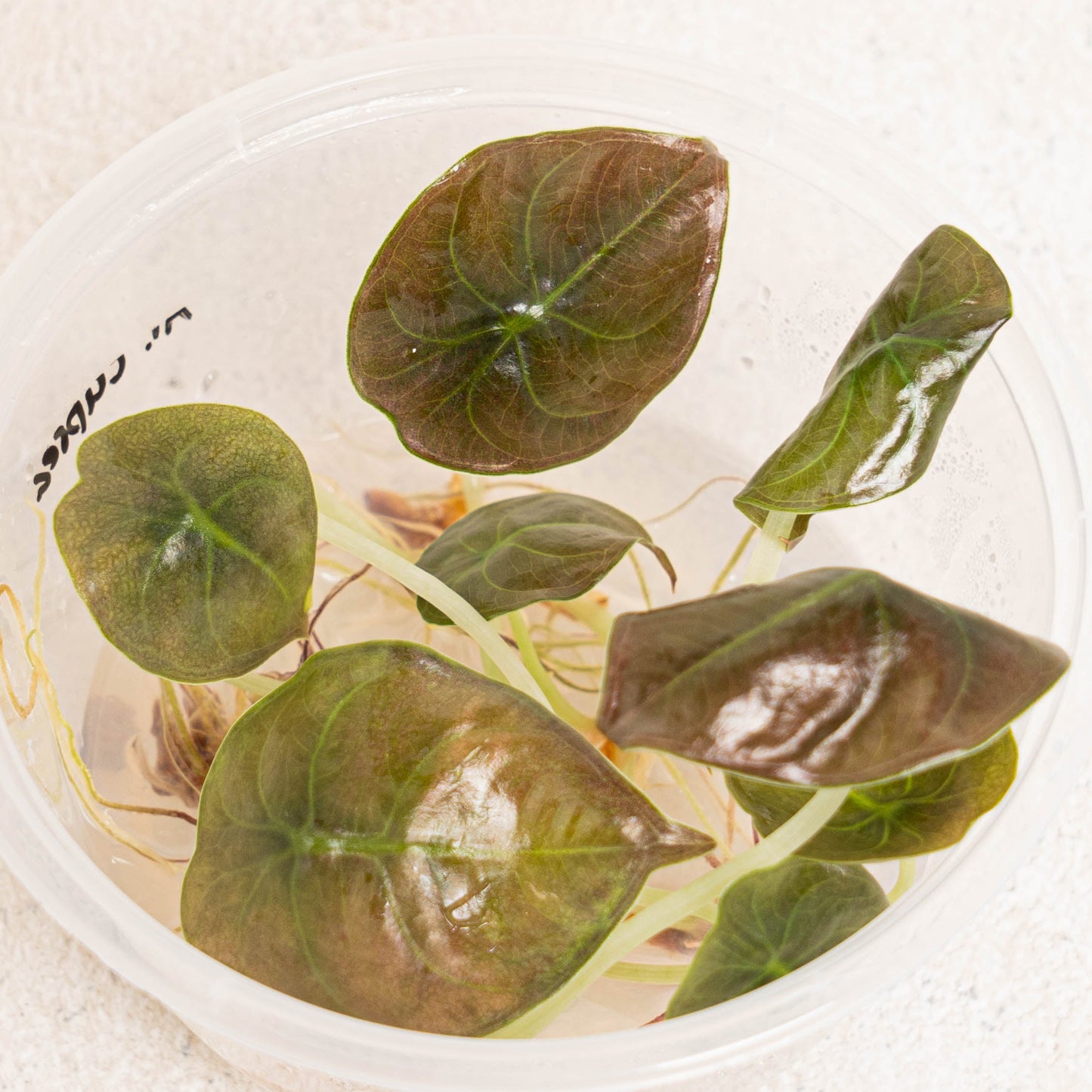 Tissue Culture - Alocasia Cuprea