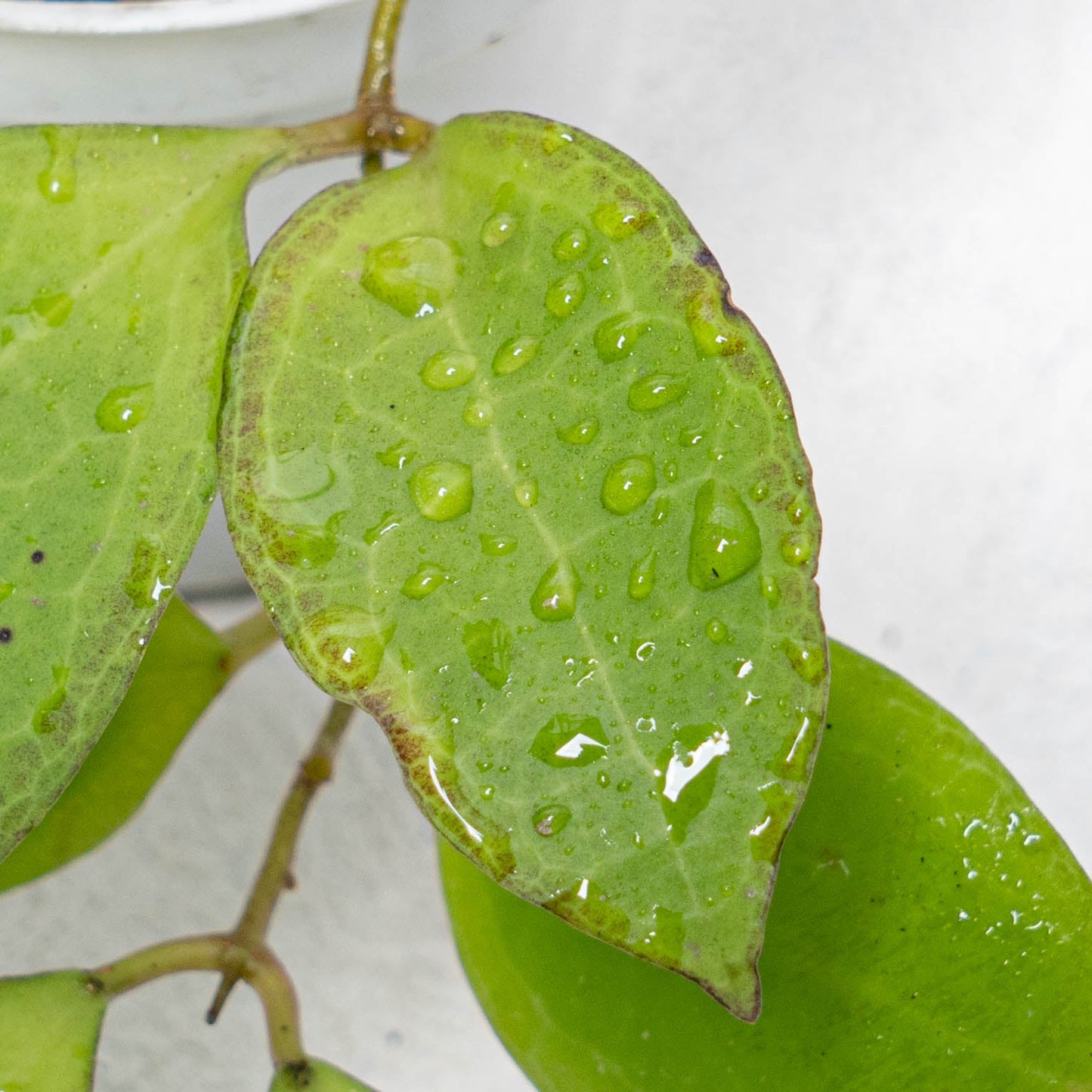 Hoya Tomataensis