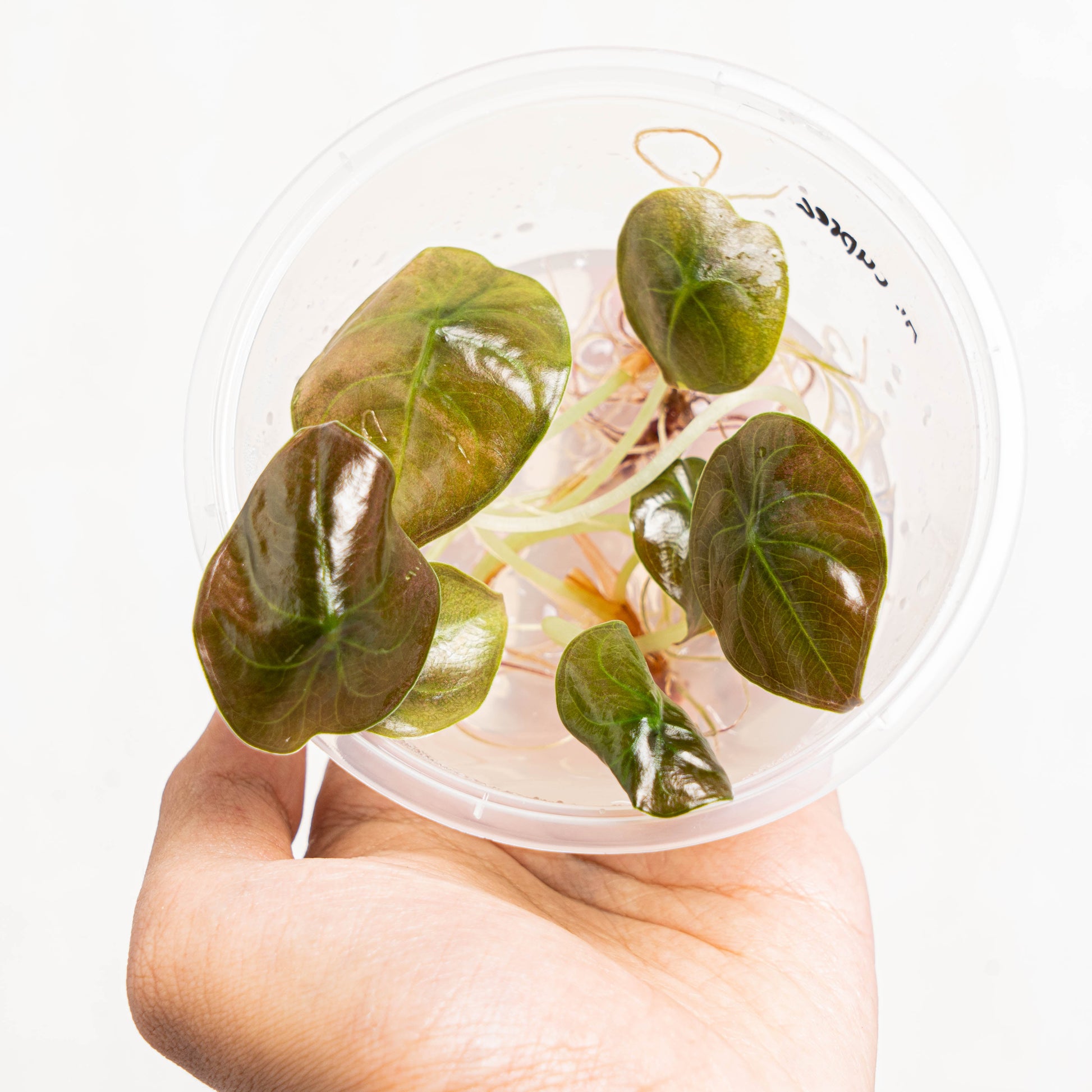 Tissue Culture - Alocasia Cuprea - Indonesian Rare Plants