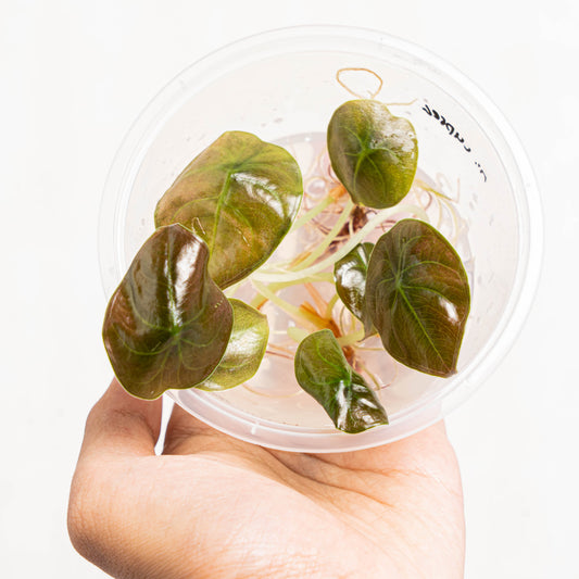 Tissue Culture - Alocasia Cuprea - Indonesian Rare Plants