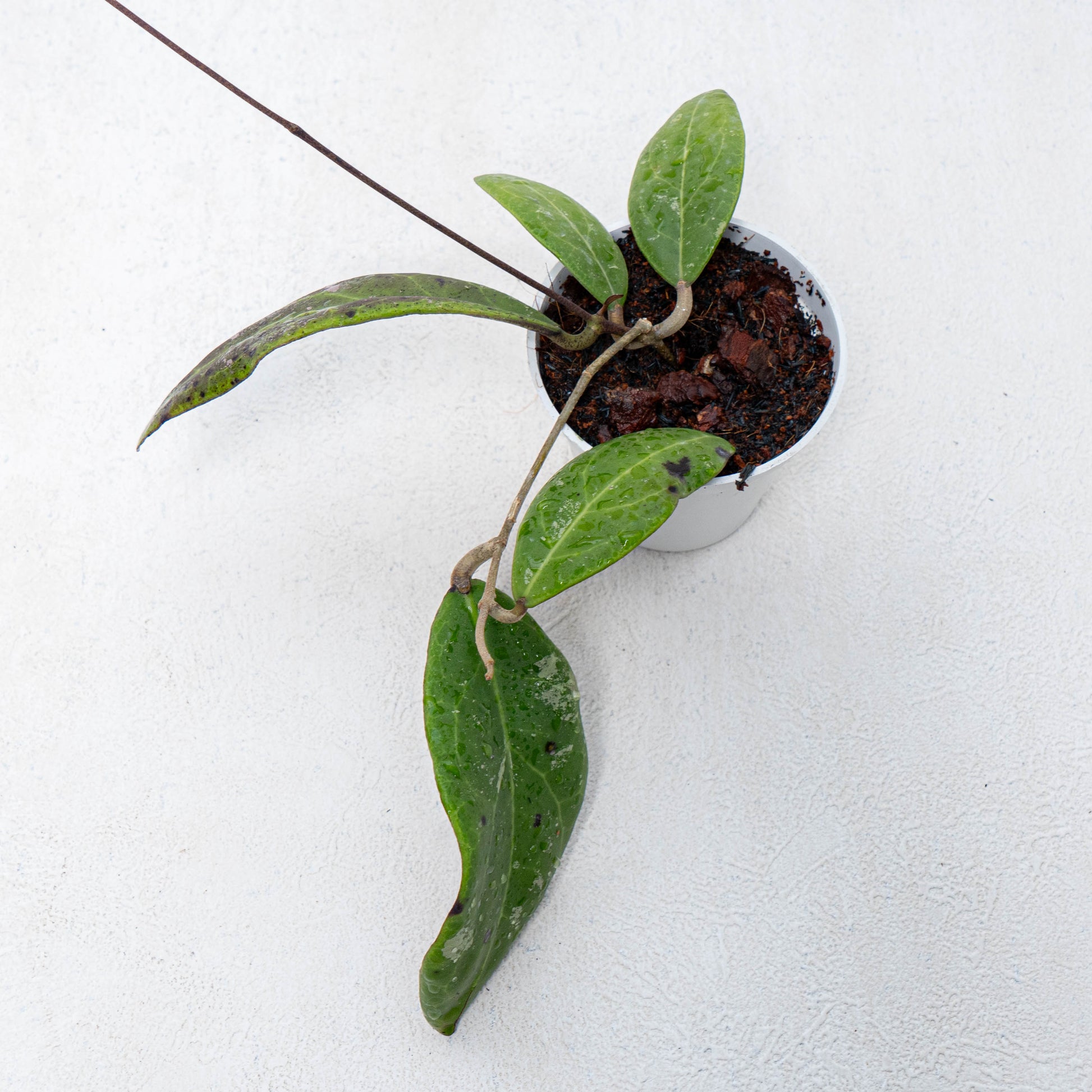 Hoya Rintzii Borneo - Indonesian Rare Plants