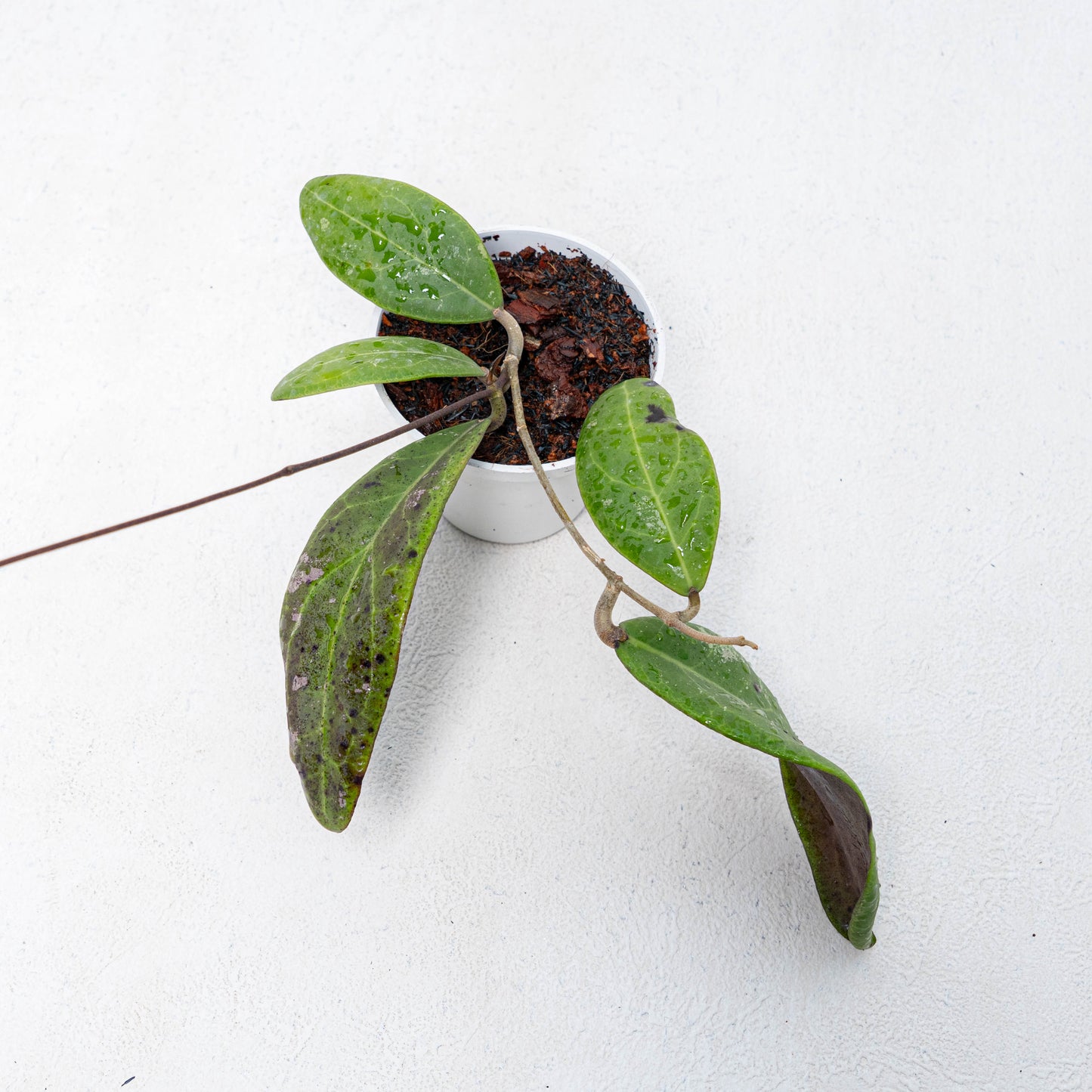 Hoya Rintzii Borneo
