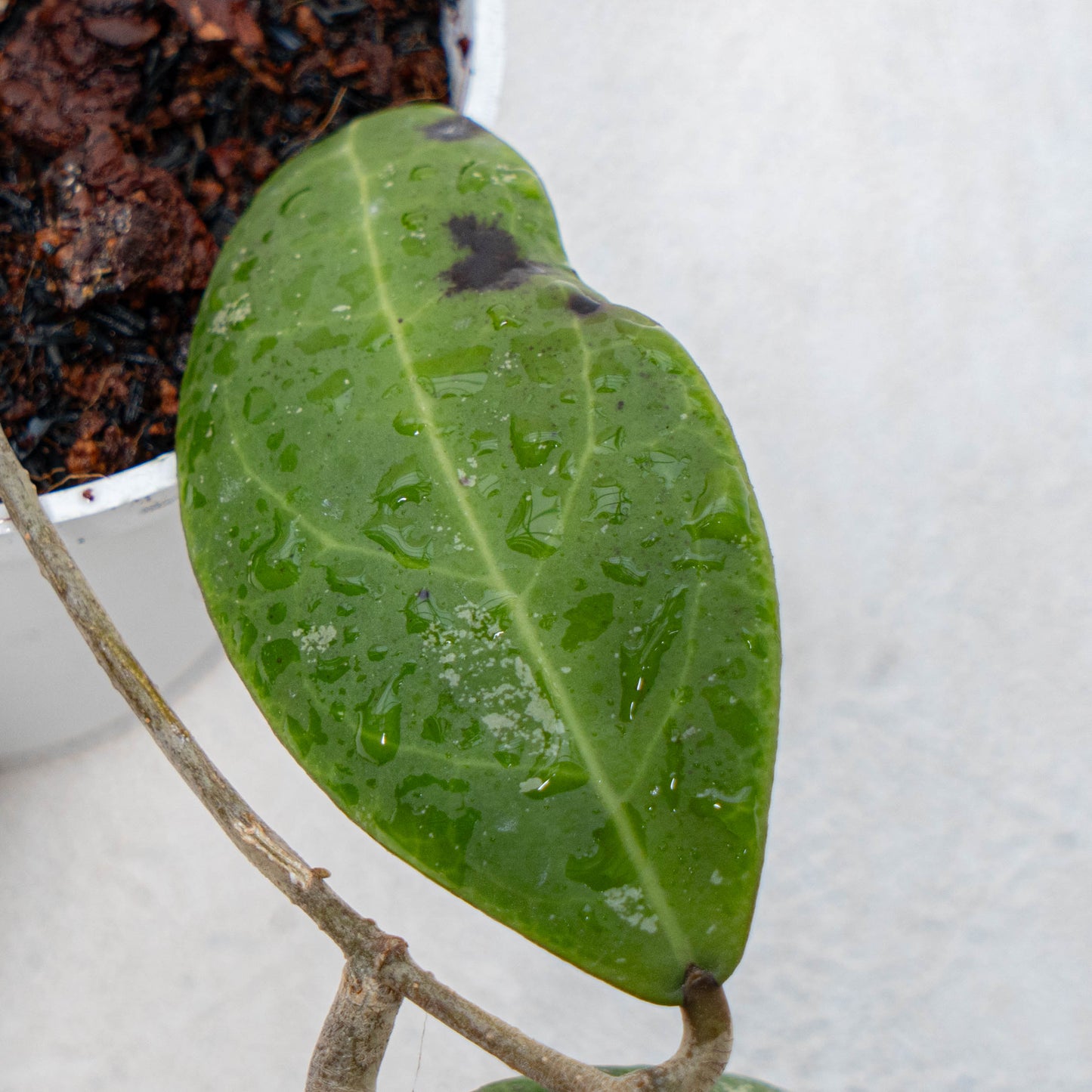 Hoya Rintzii Borneo