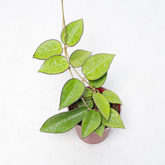 Hoya Verticilata MA07 - Indonesian Rare Plants