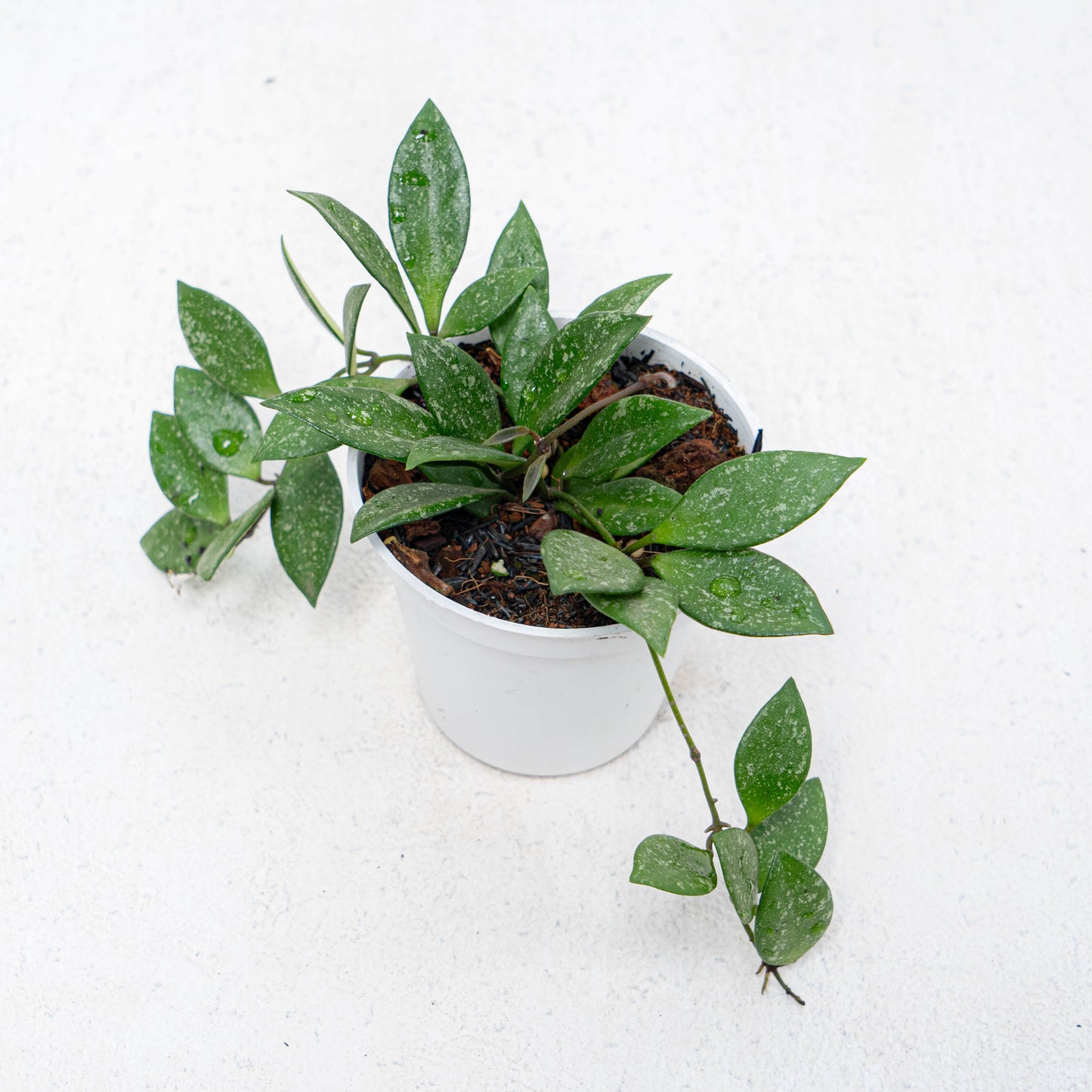 Hoya SP Cianjur Splash - Indonesian Rare Plants