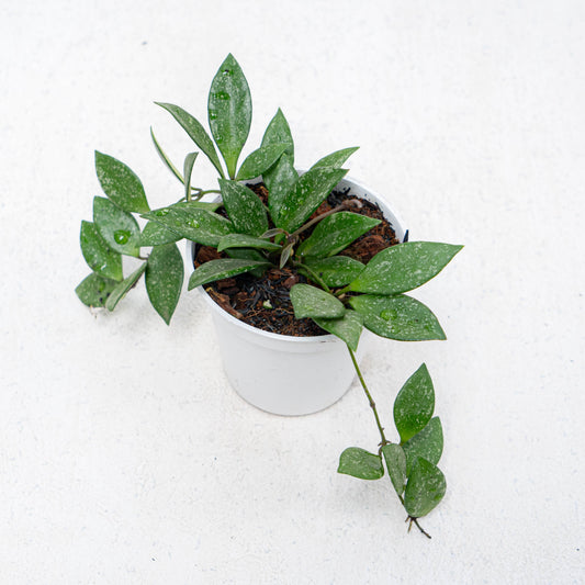 Hoya SP Cianjur Splash - Indonesian Rare Plants