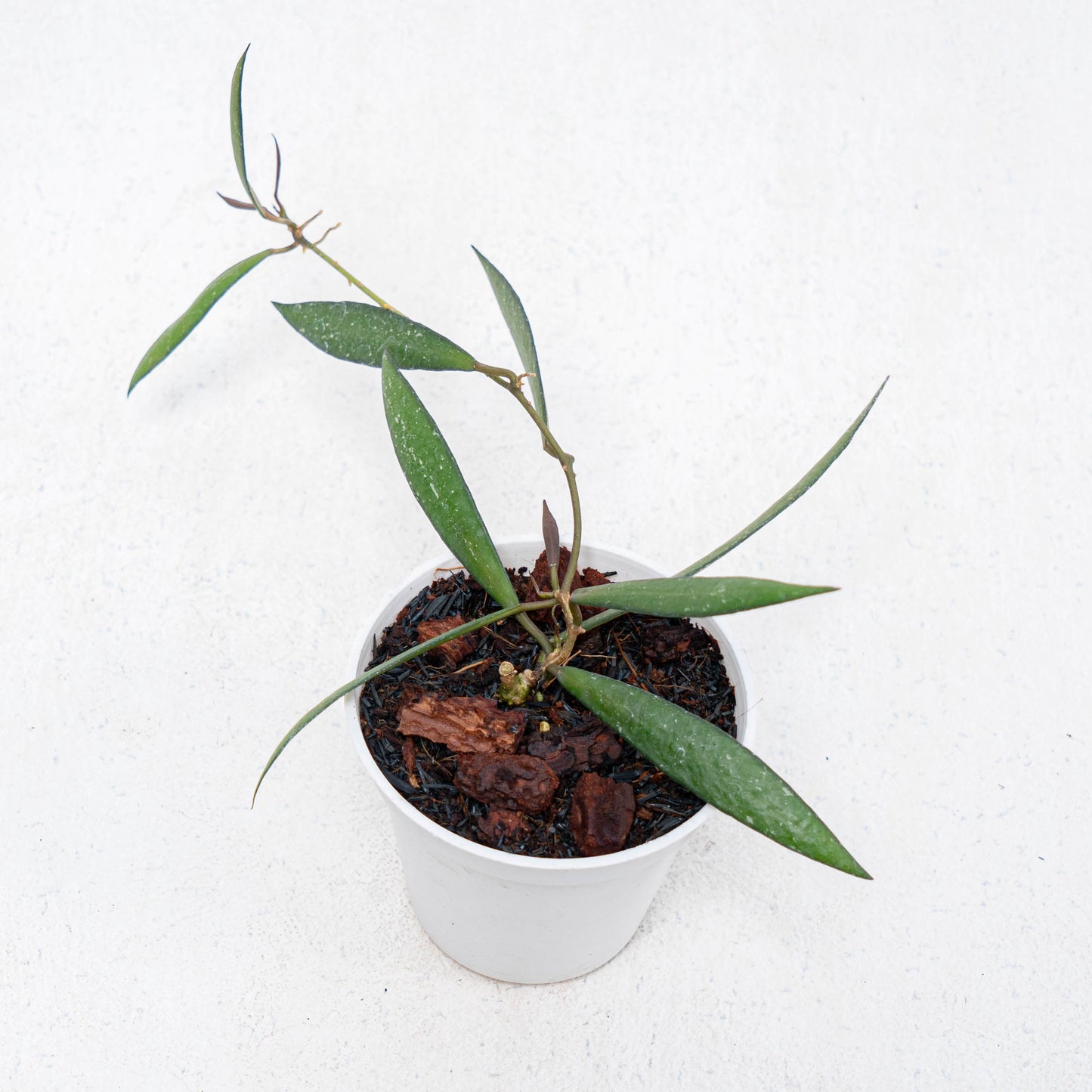 Hoya New SP Sumatra - Indonesian Rare Plants