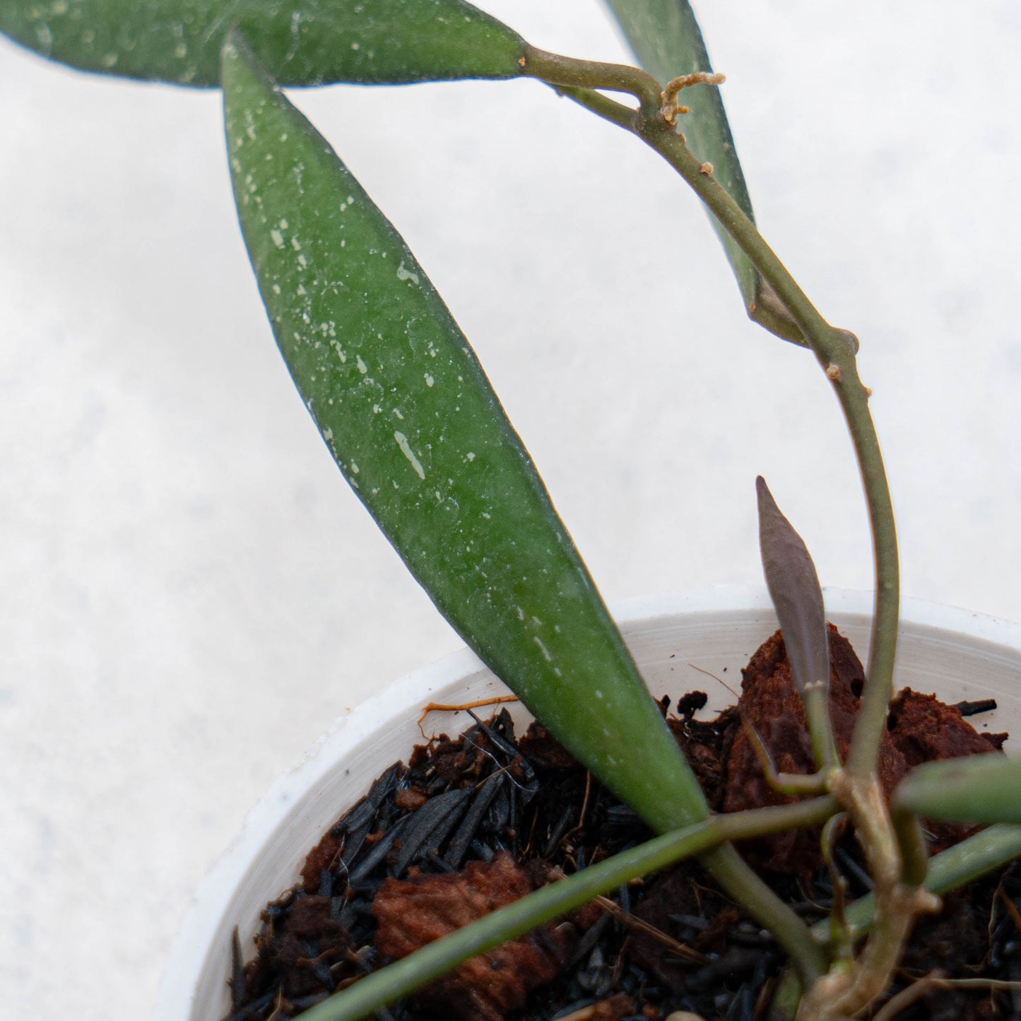 Hoya New SP Sumatra