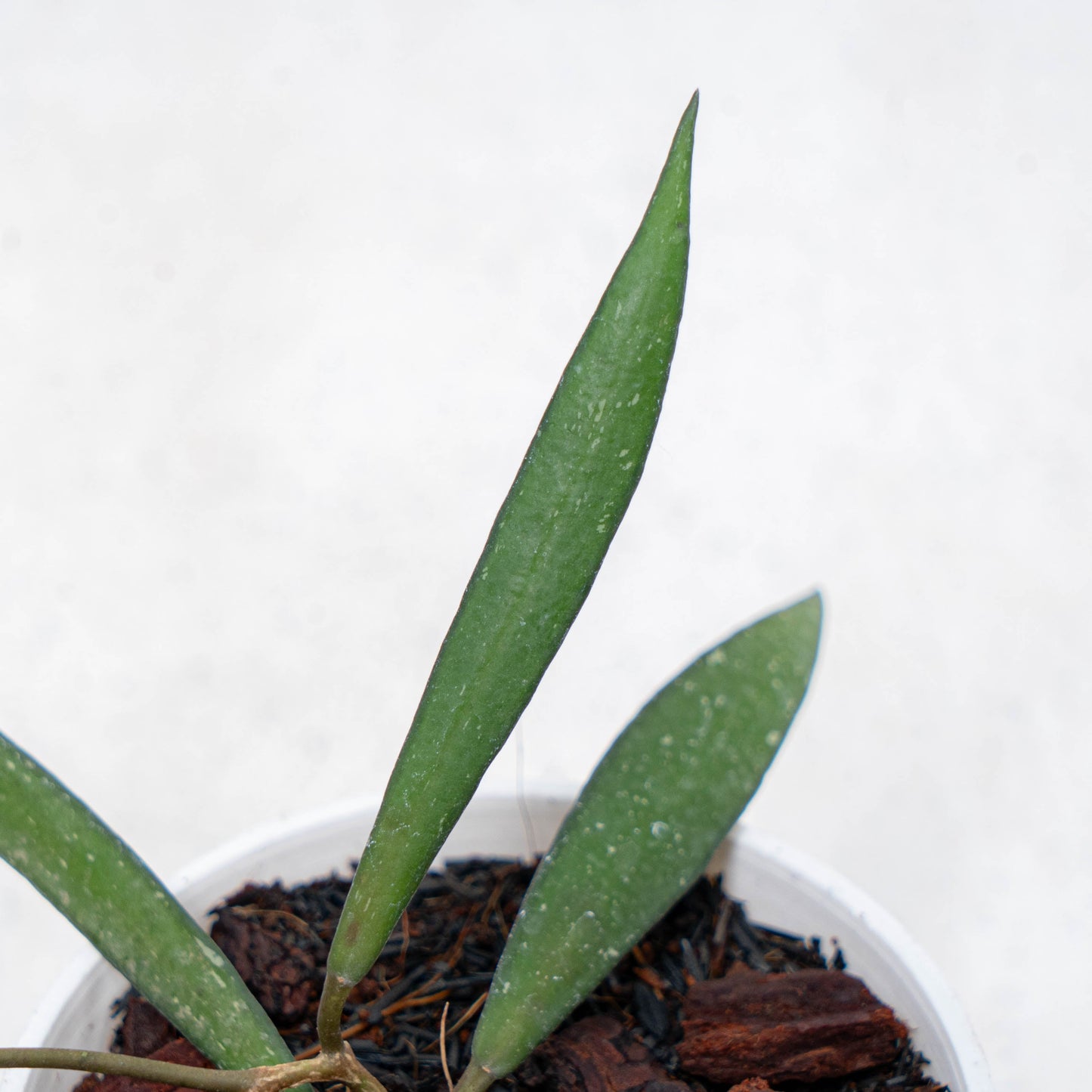 Hoya New SP Sumatra
